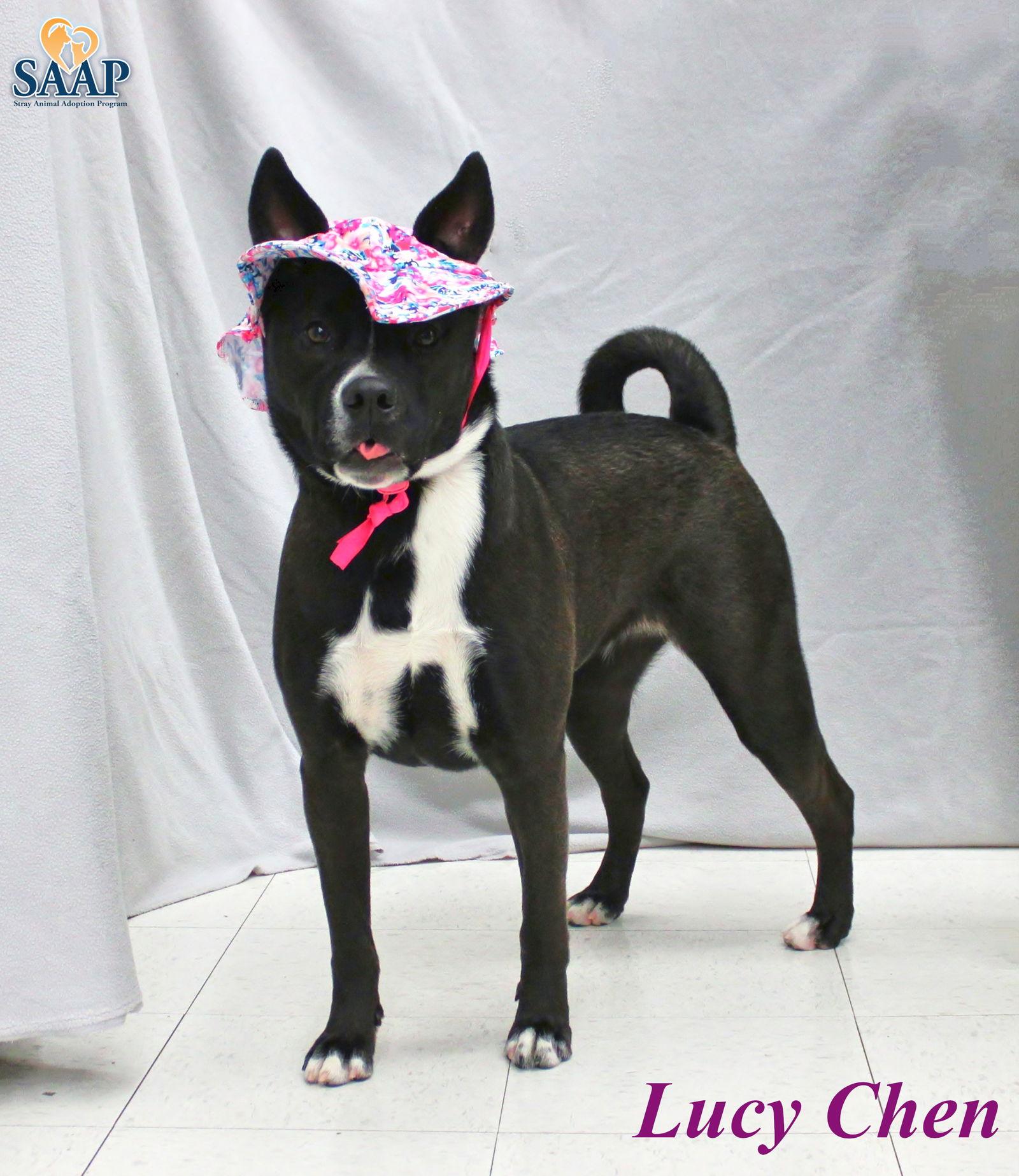 Lucy Chen, Adoptable, Puppy Female American Bulldog & Australian Cattle Dog / Blue Heeler.
