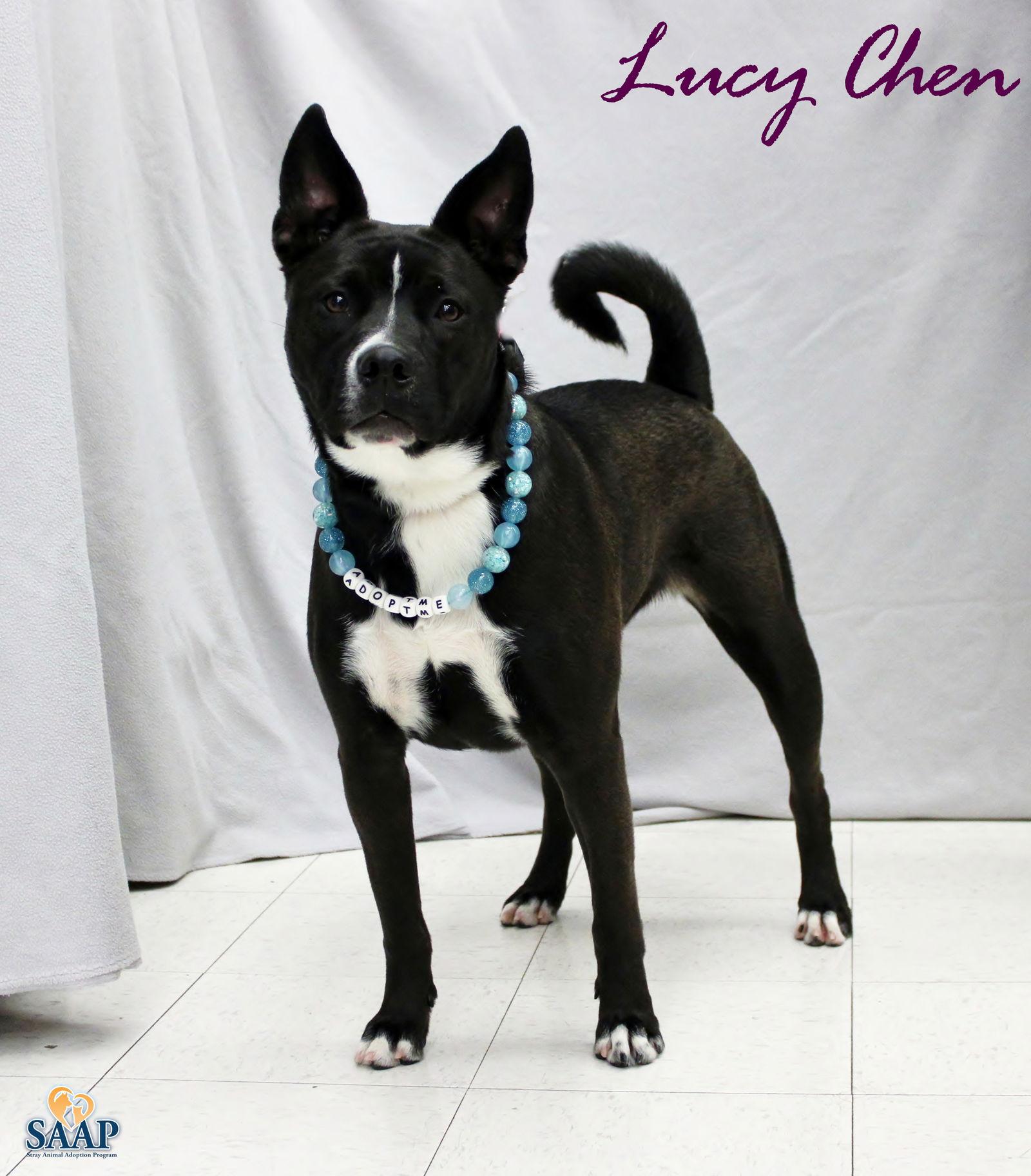 Enlarge Lucy Chen, a Adoptable mixed breed in Newport, KY image 2/3
