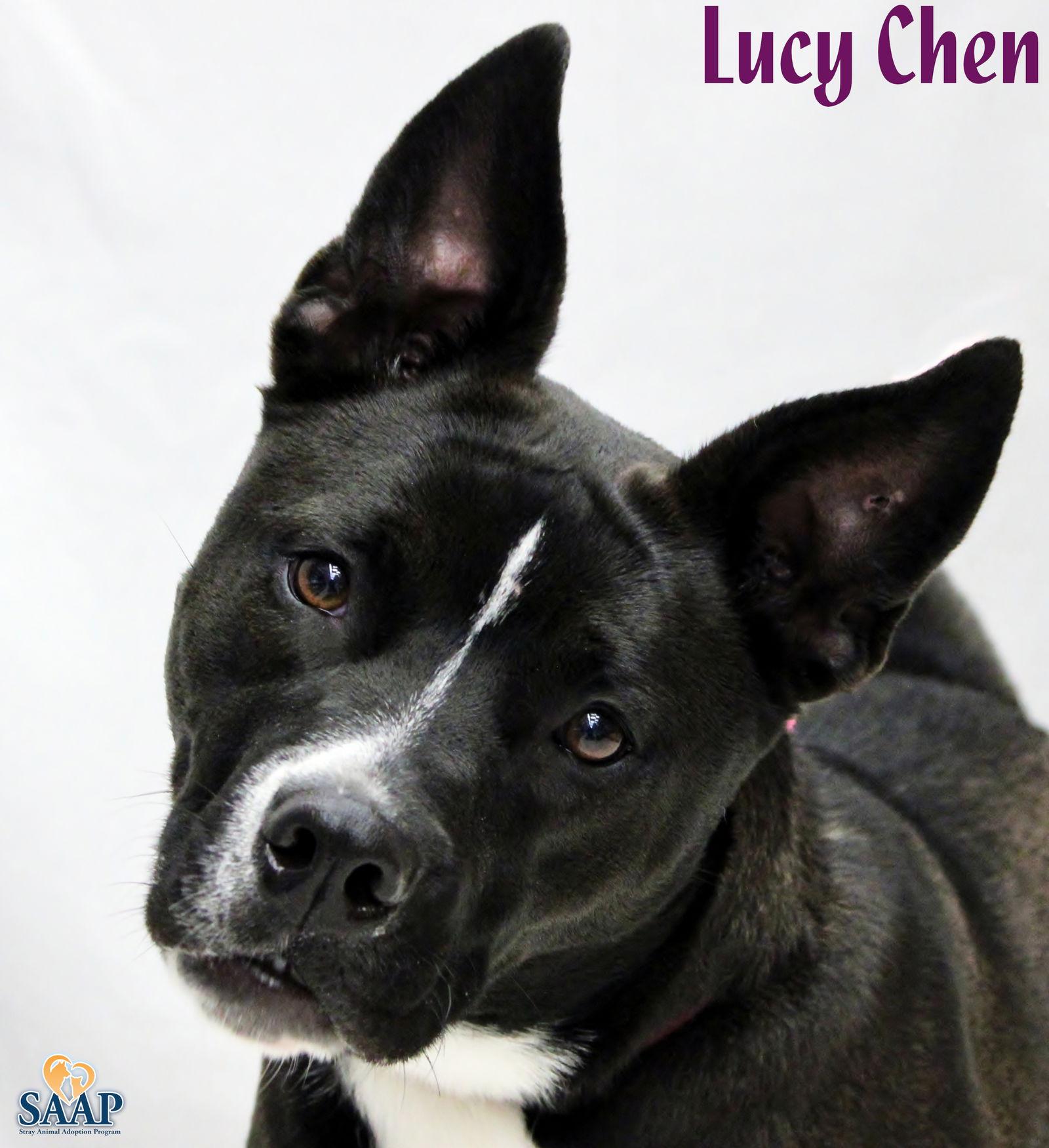 Enlarge Lucy Chen, a Adoptable mixed breed in Newport, KY image 3/3