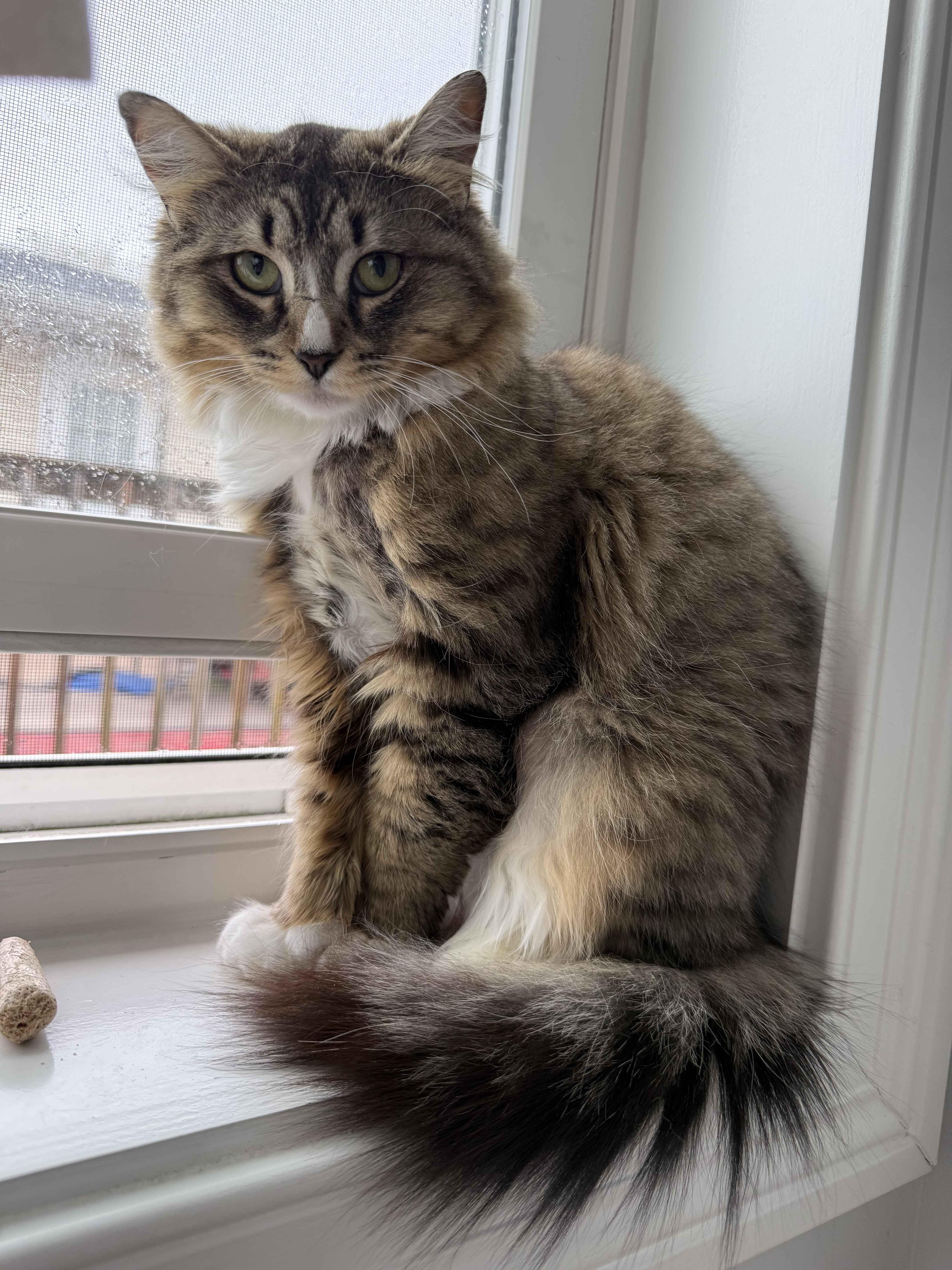 Durham, ADOPTABLE, Adult Female American Shorthair.