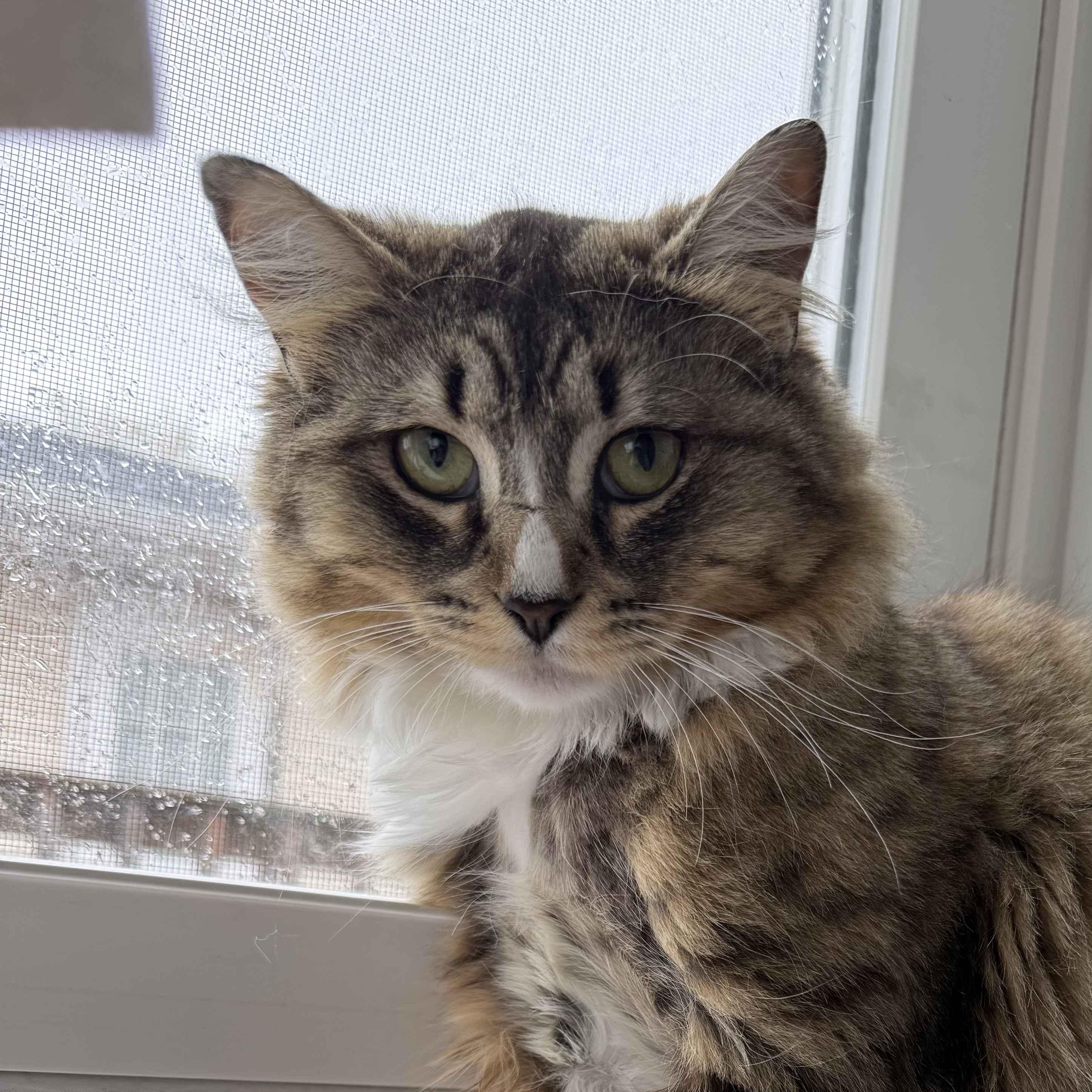 Durham, a ADOPTABLE American Shorthair in North Bergen, NJ image 1/6