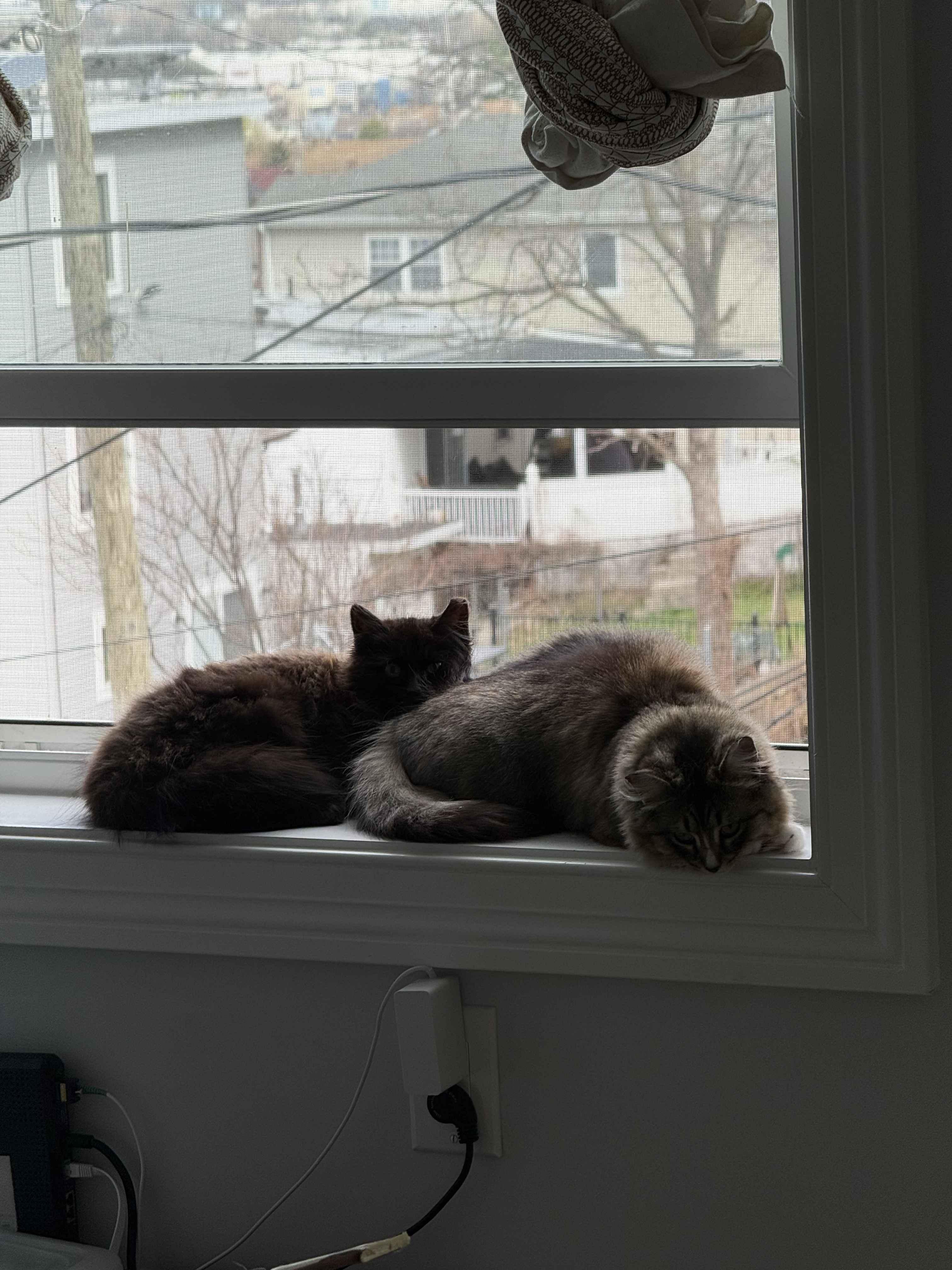 Enlarge Durham, a ADOPTABLE American Shorthair in Florham Park, NJ image 3/6