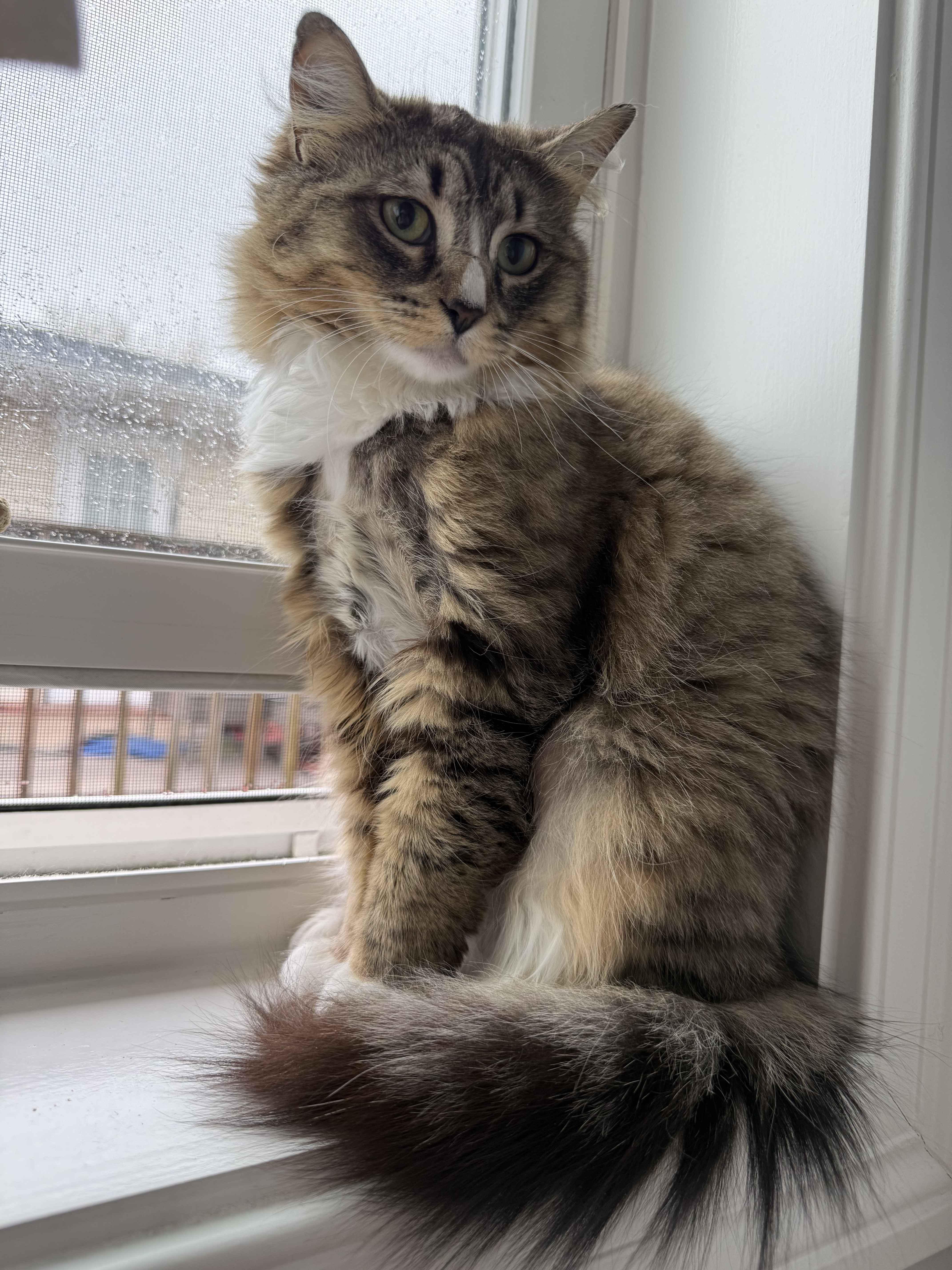 Enlarge Durham, a ADOPTABLE American Shorthair in Florham Park, NJ image 2/6