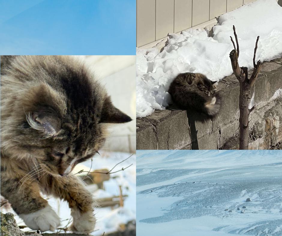 Enlarge Durham, a ADOPTABLE American Shorthair in Florham Park, NJ image 4/6