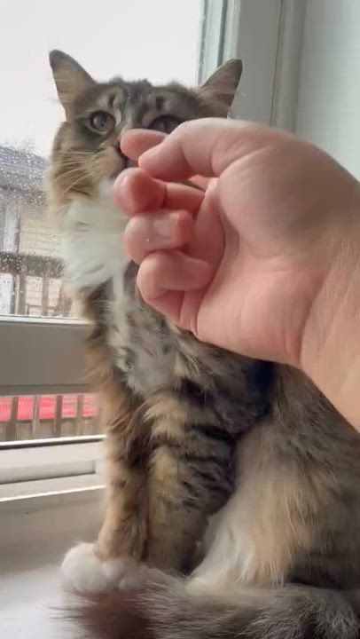 Enlarge Durham, a ADOPTABLE American Shorthair in Florham Park, NJ video 5/6