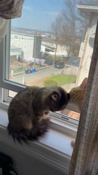 Enlarge Durham, a ADOPTABLE American Shorthair in Florham Park, NJ video 6/6