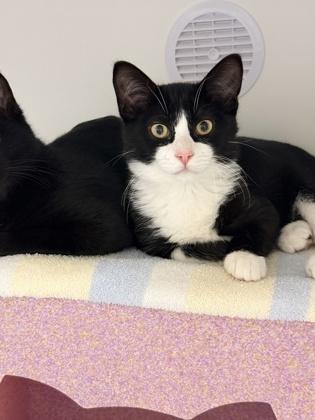 Enlarge Toulouse, a Adoptable mixed breed in Gwinn, MI image 1/1