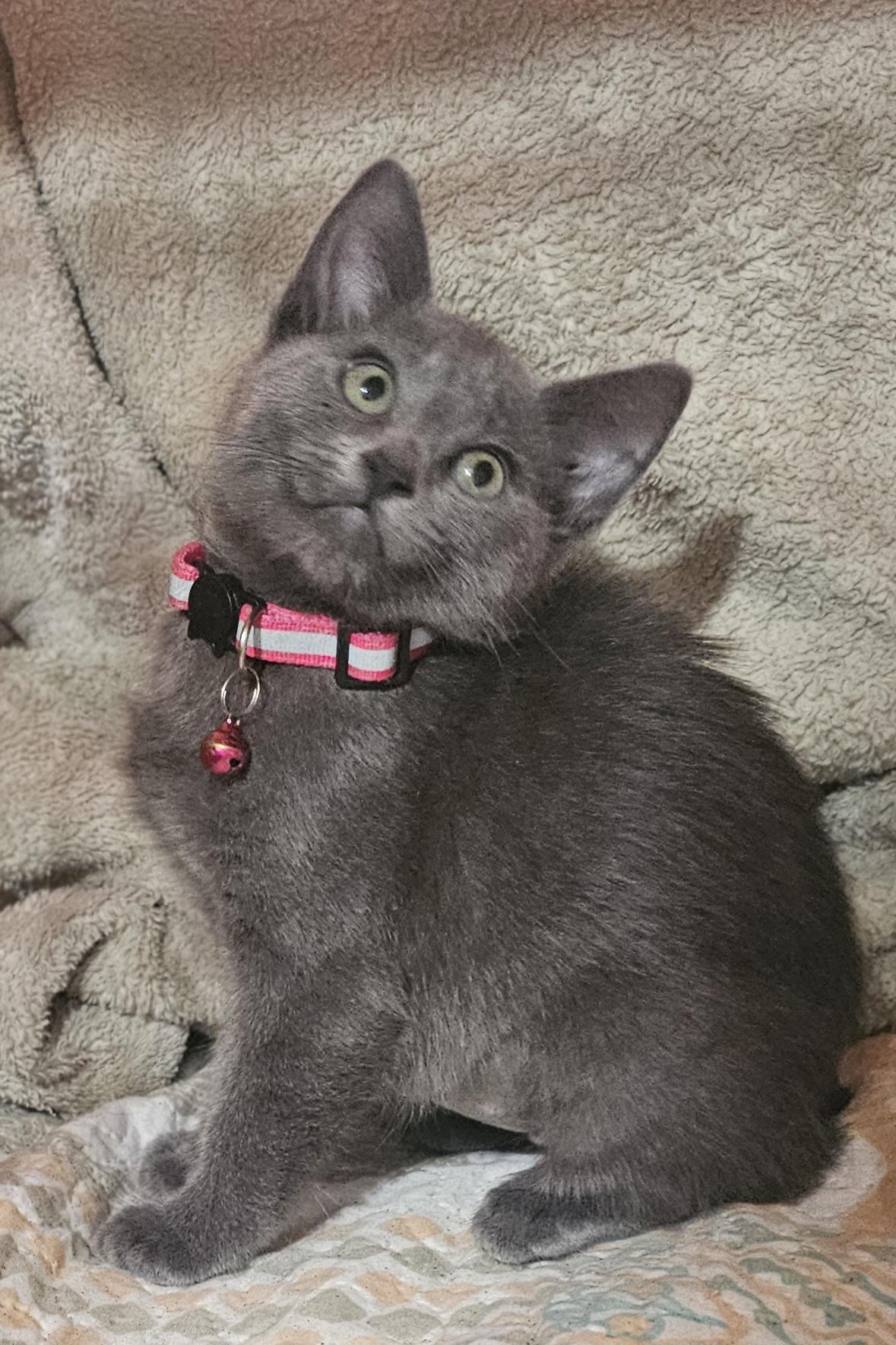 Tallulah, Adoptable, Kitten Female Domestic Medium Hair.