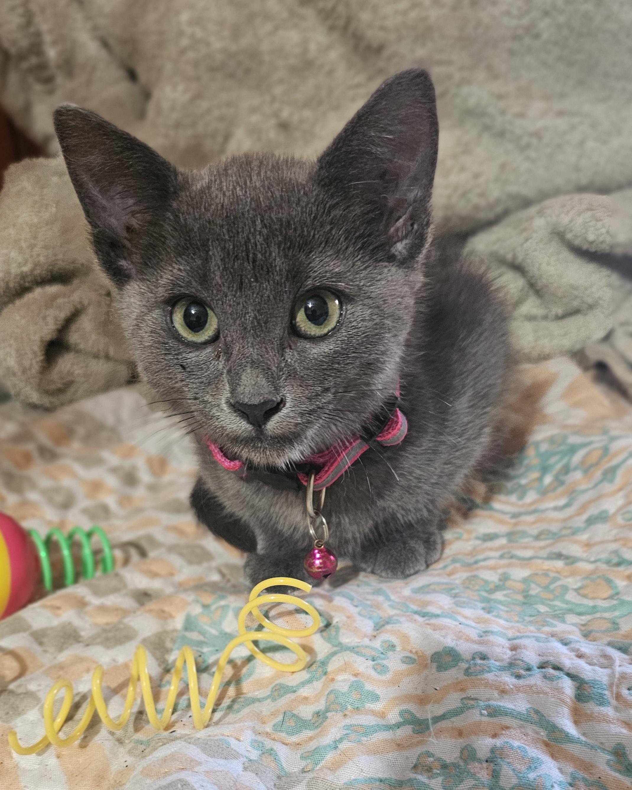 Enlarge Tallulah, a Adoptable mixed breed in Burbank, CA image 4/5