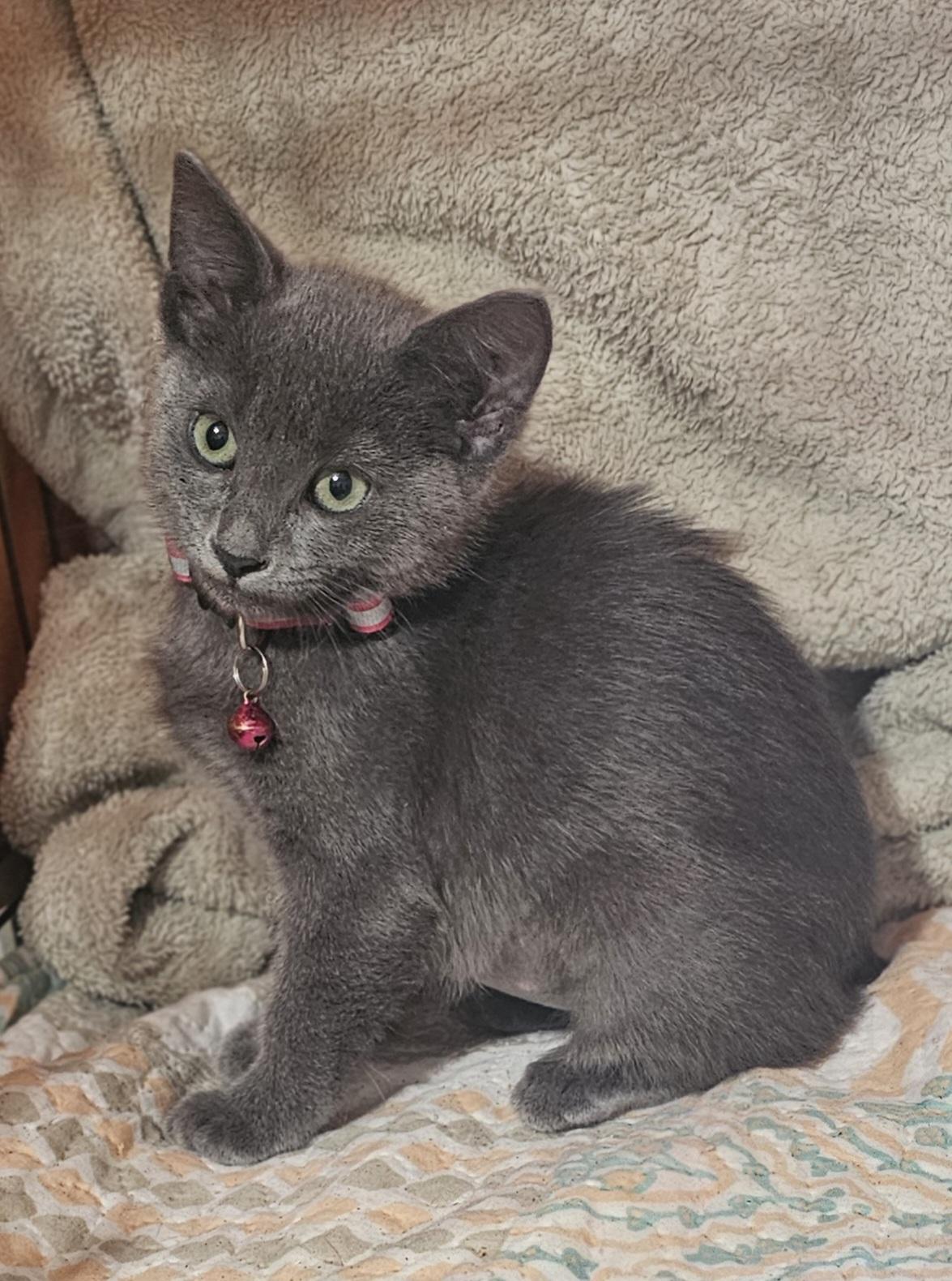 Enlarge Tallulah, a Adoptable mixed breed in Burbank, CA image 3/5