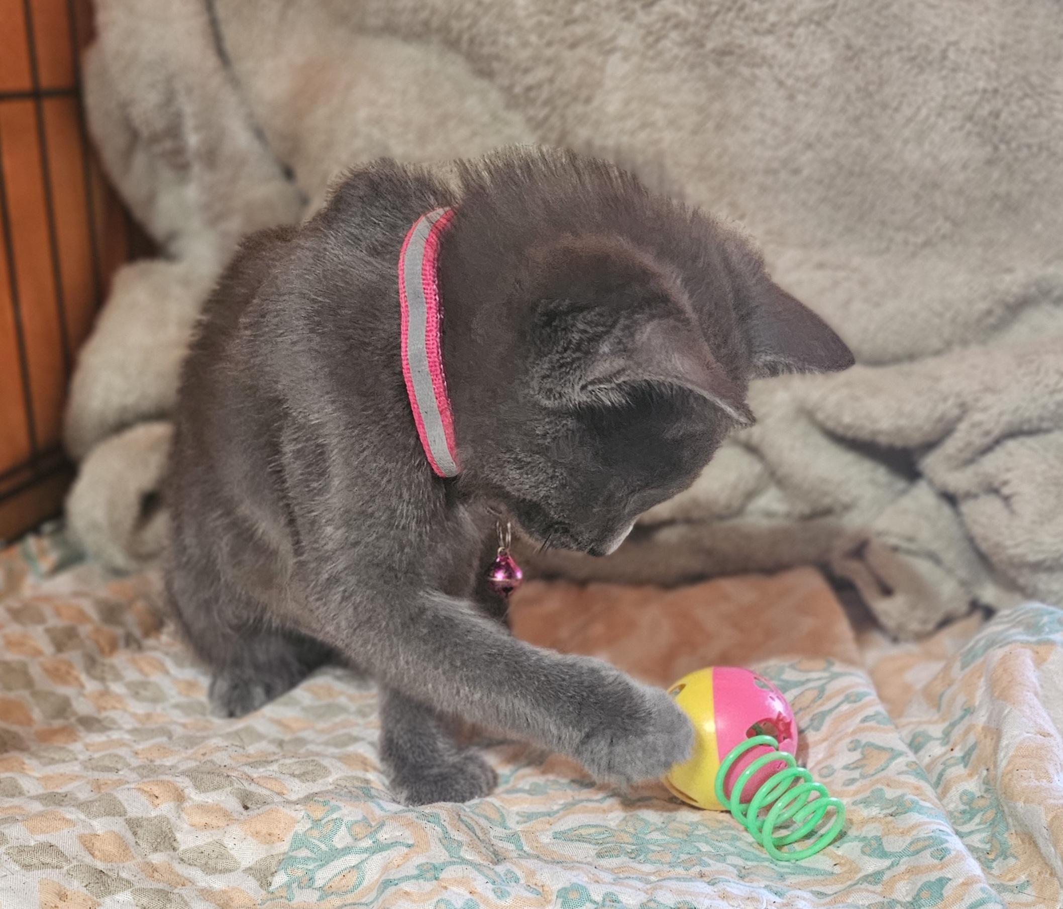 Enlarge Tallulah, a Adoptable mixed breed in Burbank, CA image 2/5