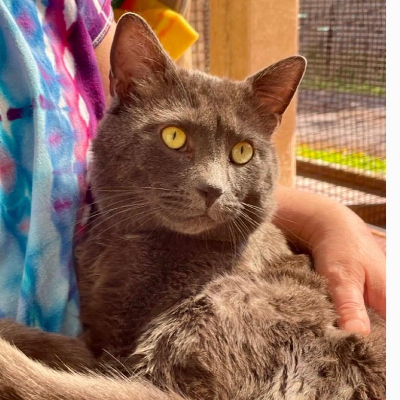 Spirit, Adoptable, Adult Male Domestic Short Hair.