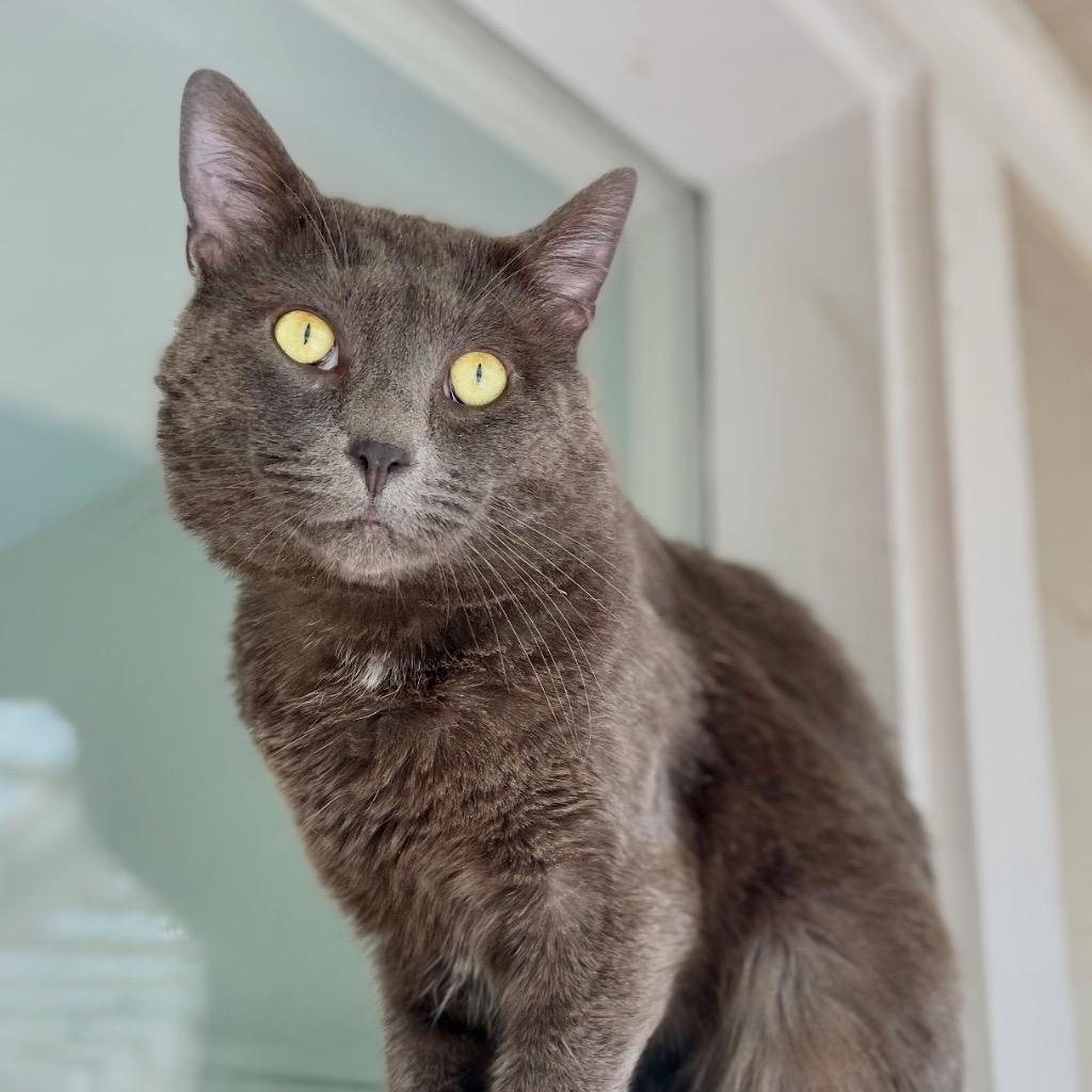 Enlarge Spirit, a Adoptable mixed breed in Eastsound, WA image 2/2