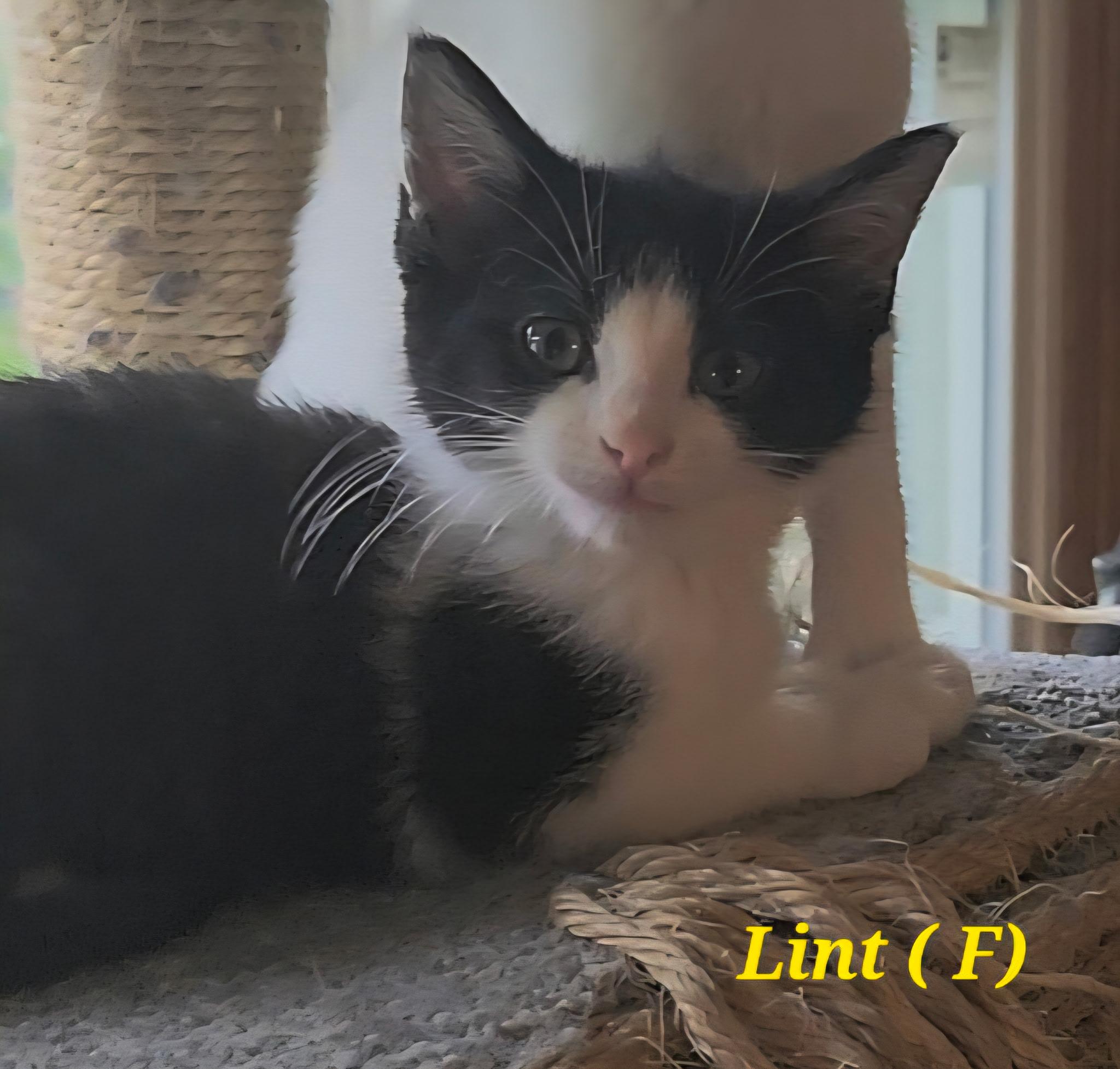 Lint, Adoptable, Kitten Female Domestic Short Hair.