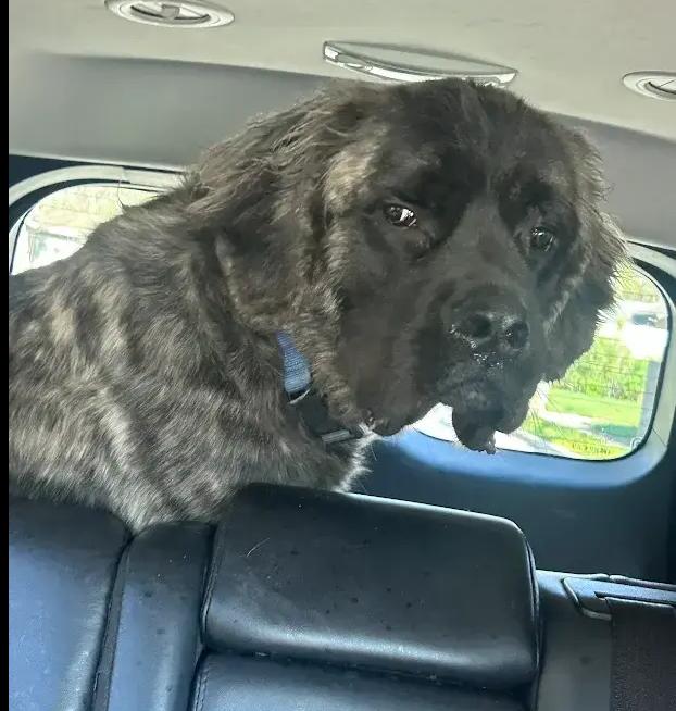 Dean, Adoptable, Puppy Male Mastiff.