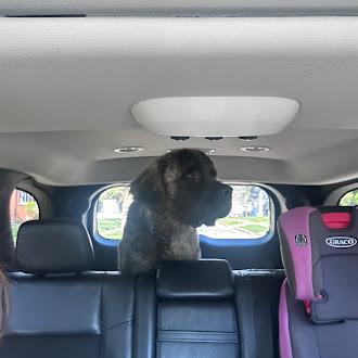 Enlarge Dean, a Adoptable Mastiff in Oswego, IL image 2/5