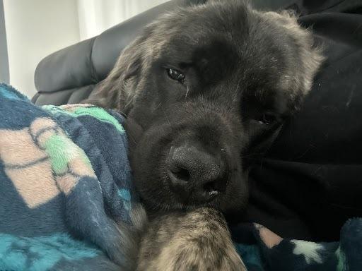 Enlarge Dean, a Adoptable Mastiff in Oswego, IL image 3/5