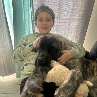 Enlarge Dean, a Adoptable Mastiff in Oswego, IL image 4/5