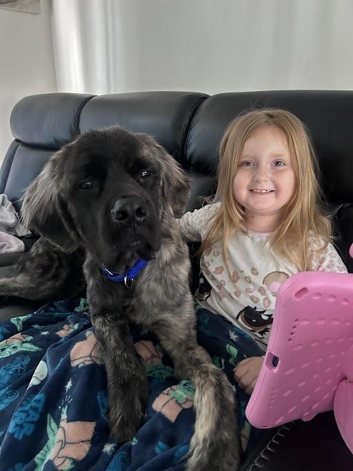 Enlarge Dean, a Adoptable Mastiff in Oswego, IL image 5/5