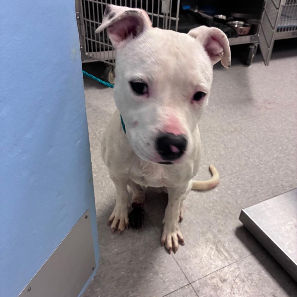 Bennett, Adoptable, Young Male Pit Bull Terrier.