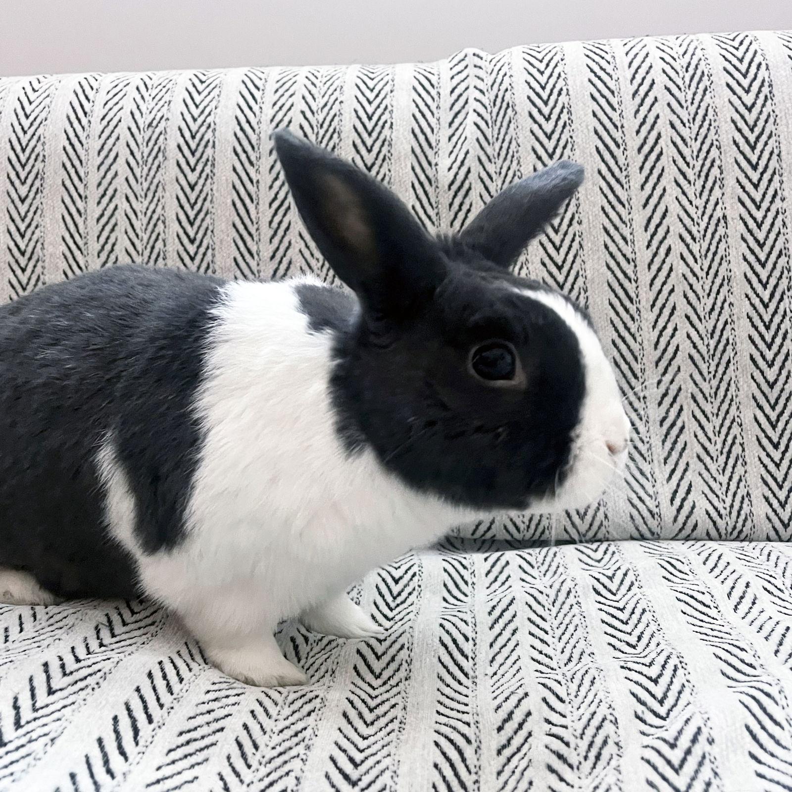 Enlarge Sal, a Adoptable Dutch in Great Neck, NY image 2/3