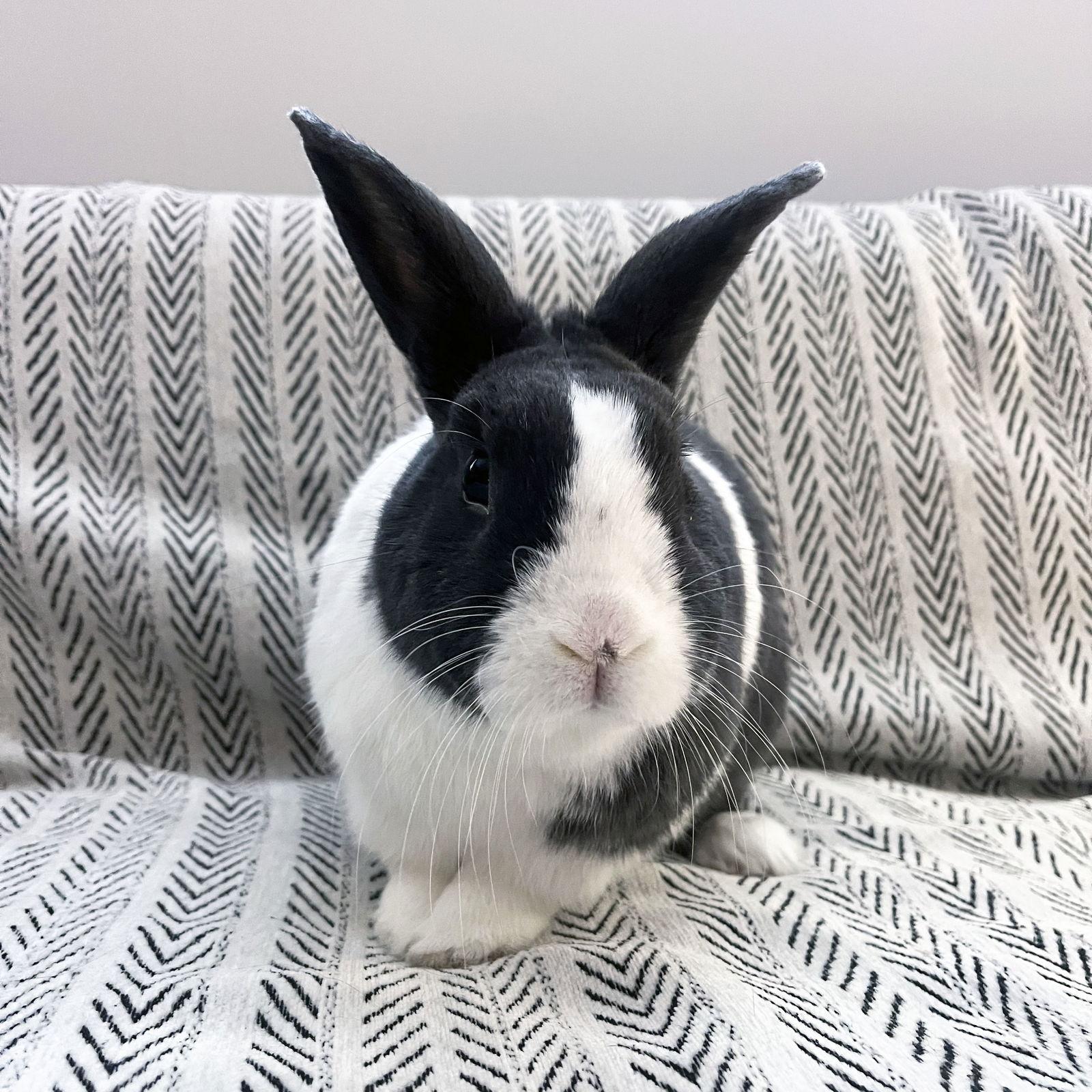 Sal, Adoptable, Adult Male Dutch.