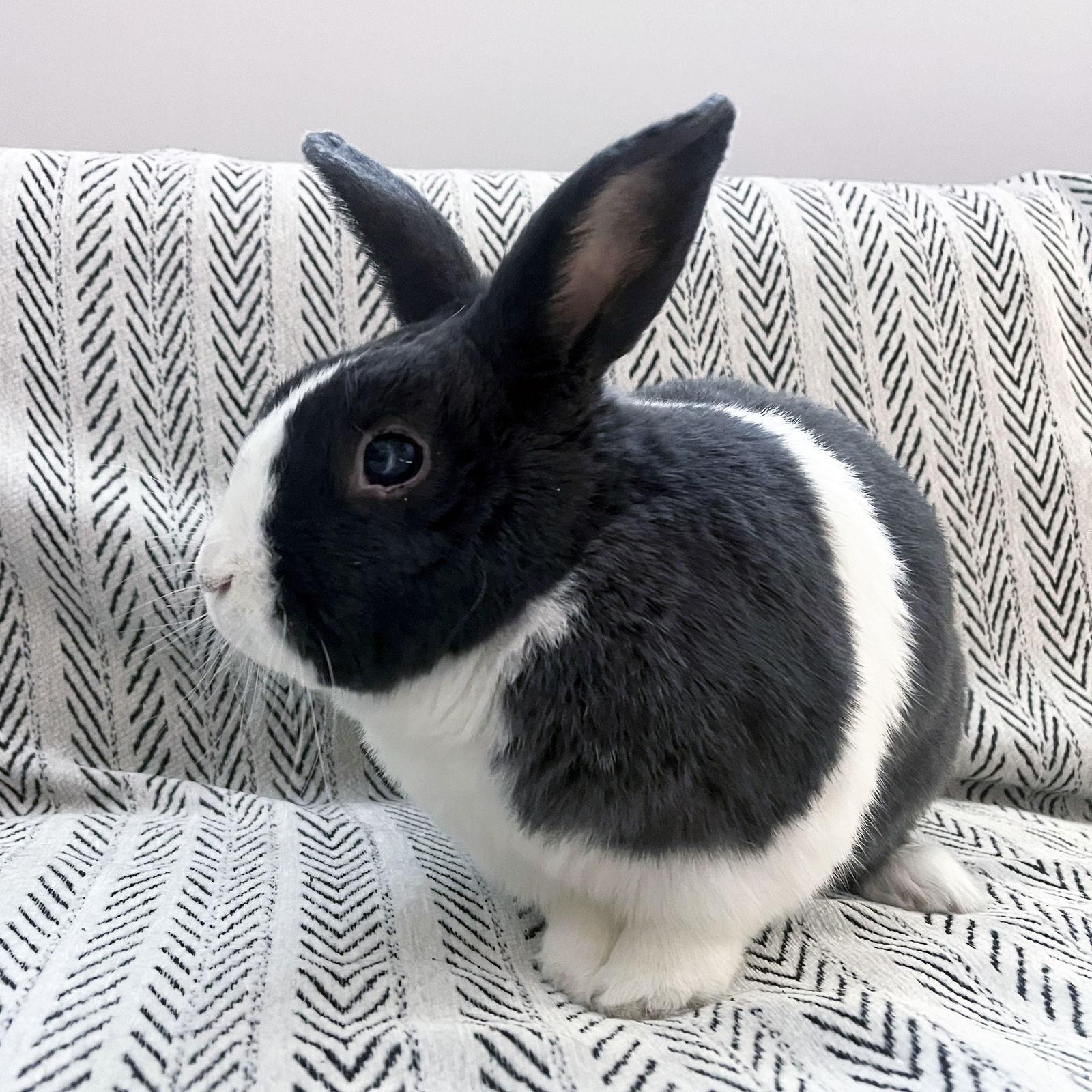 Enlarge Sal, a Adoptable Dutch in Great Neck, NY image 3/3