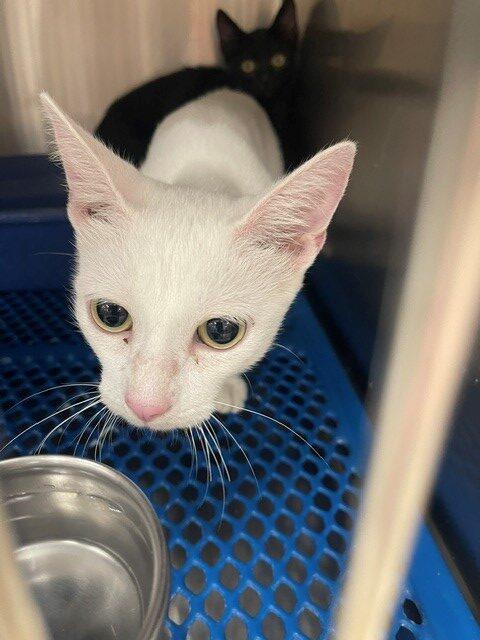Cloud, Adoptable, Kitten Female Exotic Shorthair & Siamese.