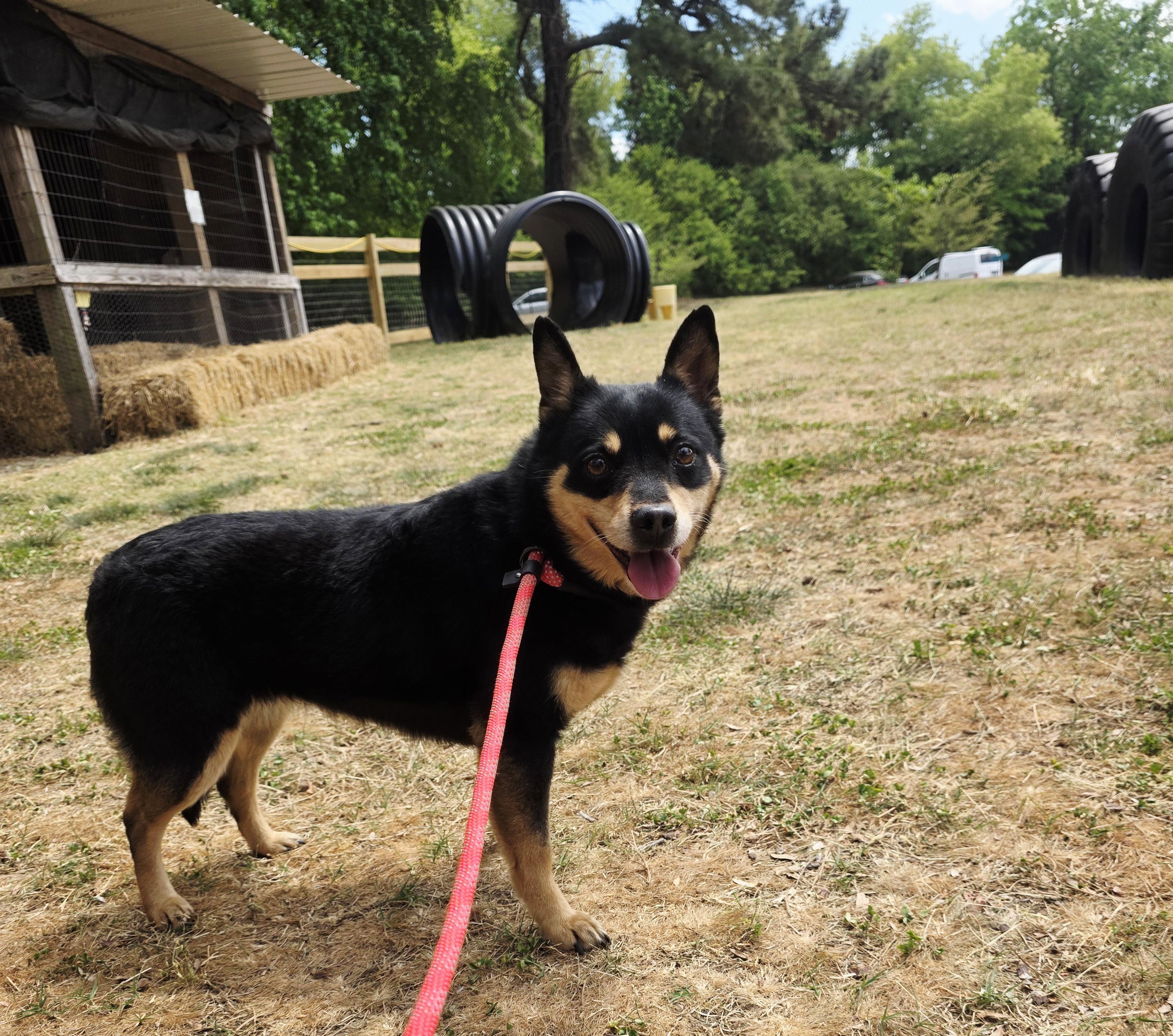 Tilly, Adoptable, Adult Female Cattle Dog & Australian Cattle Dog / Blue Heeler.