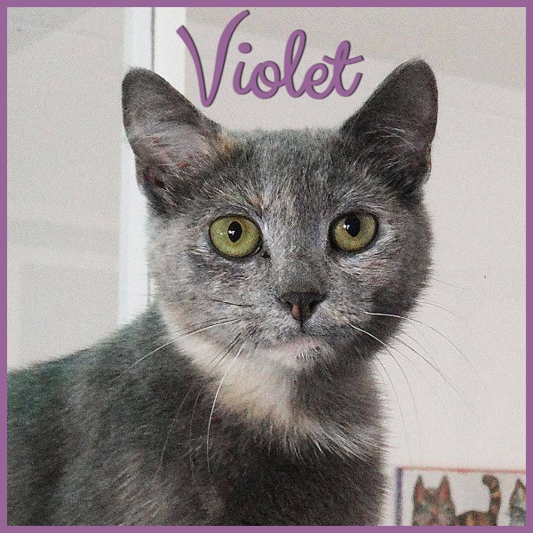 Violet, an adopted Domestic Short Hair in Pawleys Island, SC_image-1