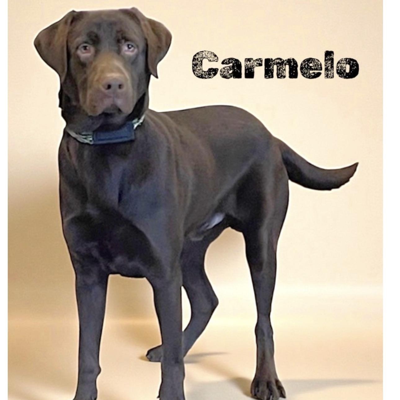 Carmelo, adopted, Young Male Labrador Retriever.
