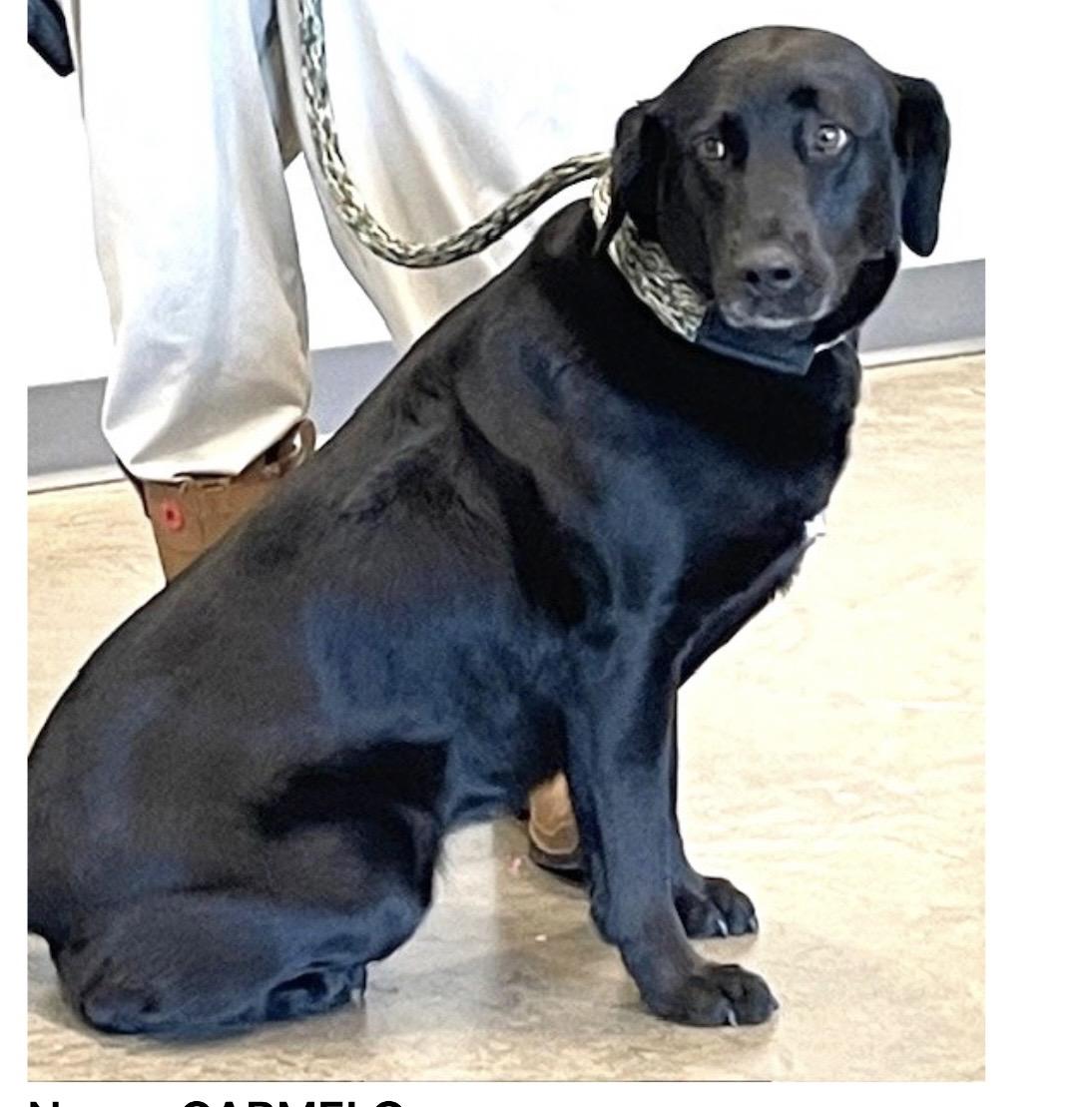 Enlarge Carmelo, an adopted mixed breed in Wando, SC image 2/2