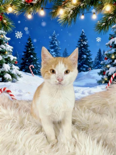 Snowball, ADOPTABLE, Kitten Male Domestic Medium Hair.