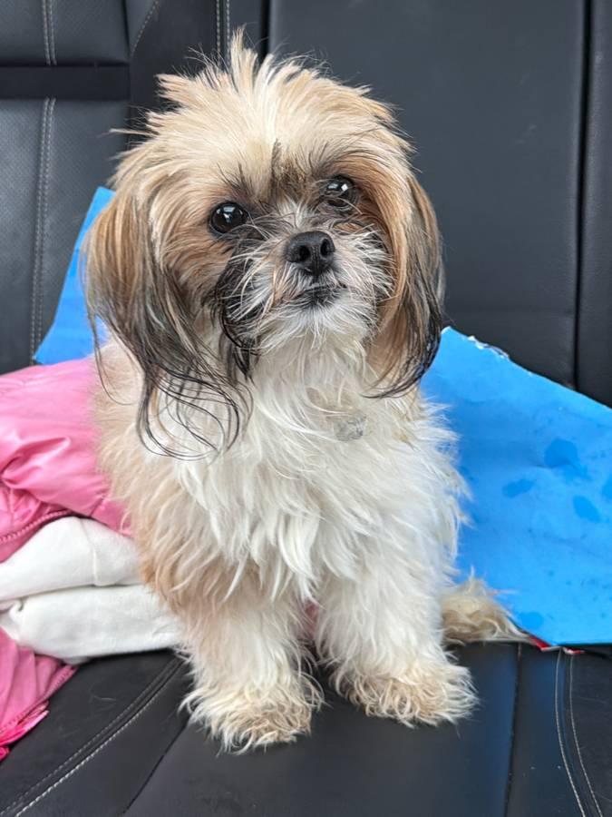 Enlarge Polly, an adoptable mixed breed in Grosse Pointe Park, MI image 2/3