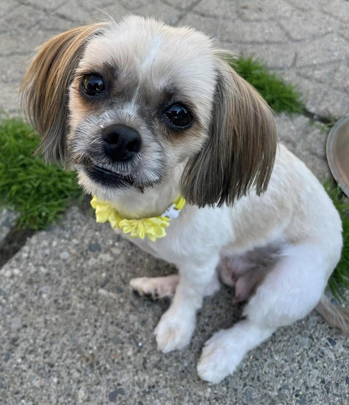 Enlarge Polly, an adoptable mixed breed in Grosse Pointe Park, MI image 1/3