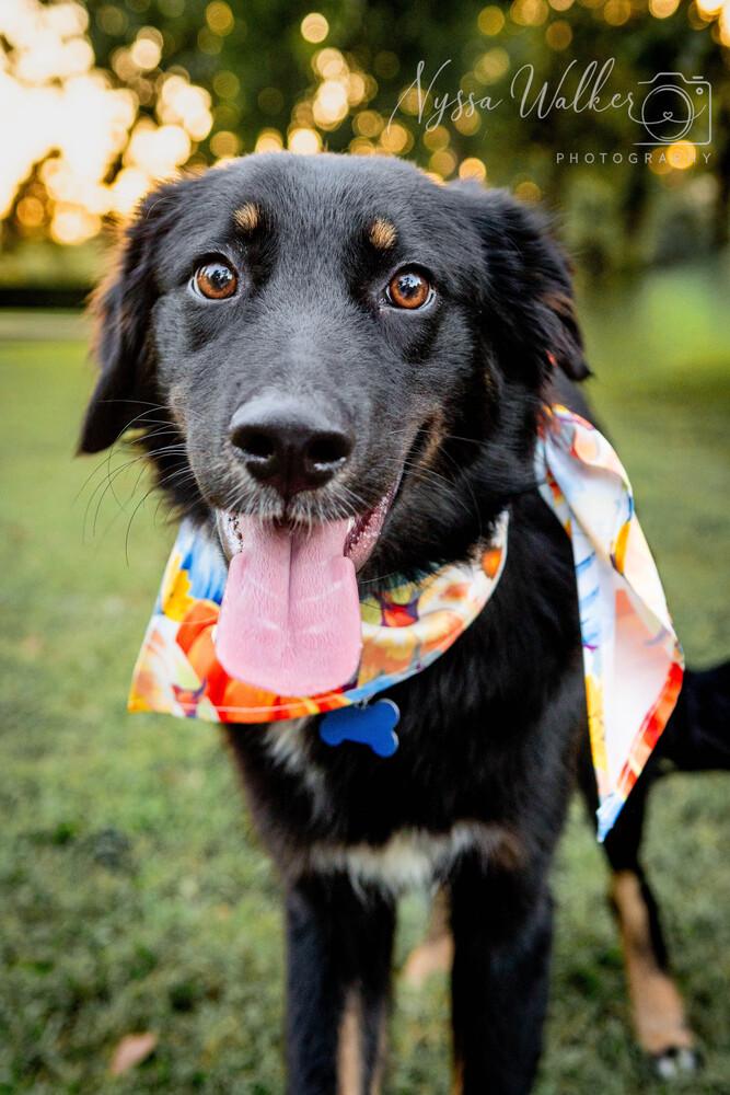 Baylor, Adopted, Puppy Male Australian Shepherd.