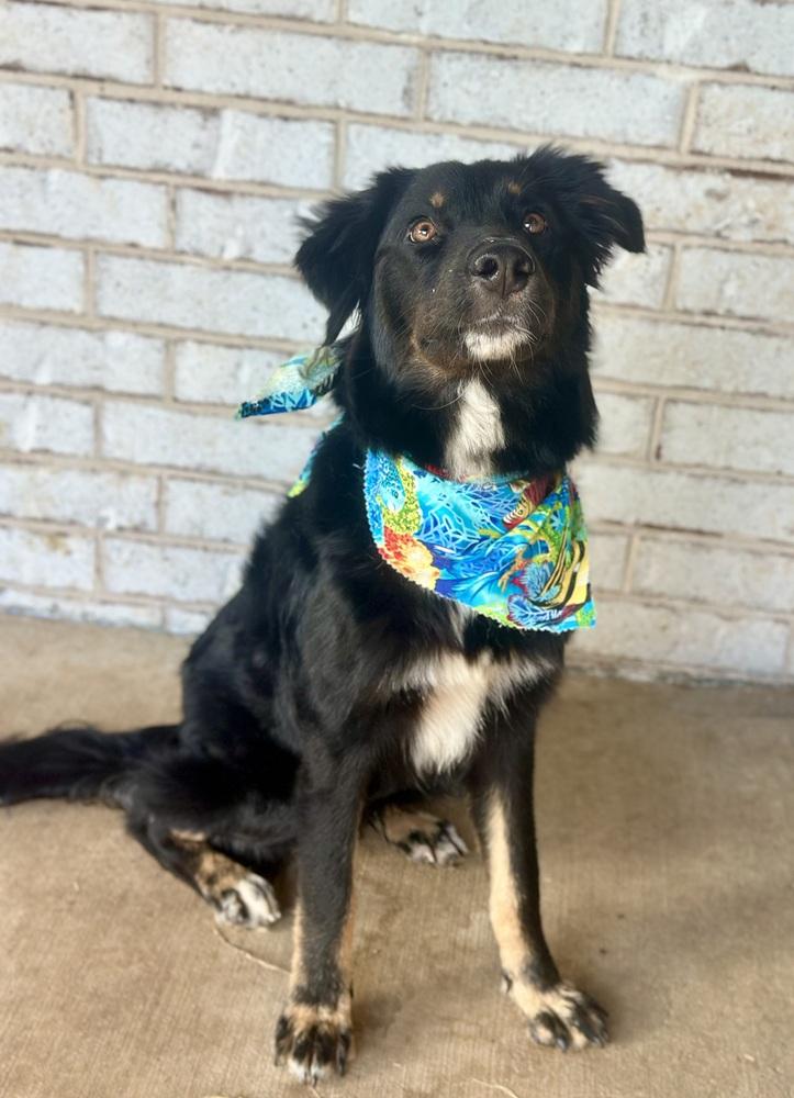 Enlarge Baylor, a Adopted Australian Shepherd in TULSA, OK image 2/4