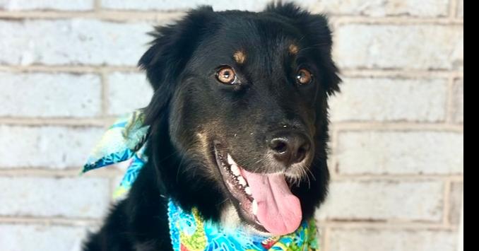 Enlarge Baylor, a Adopted Australian Shepherd in TULSA, OK image 3/4