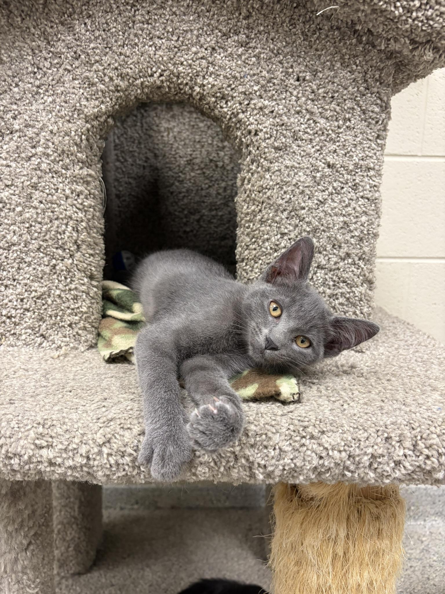 Grayton, adopted, Young Male Domestic Short Hair.