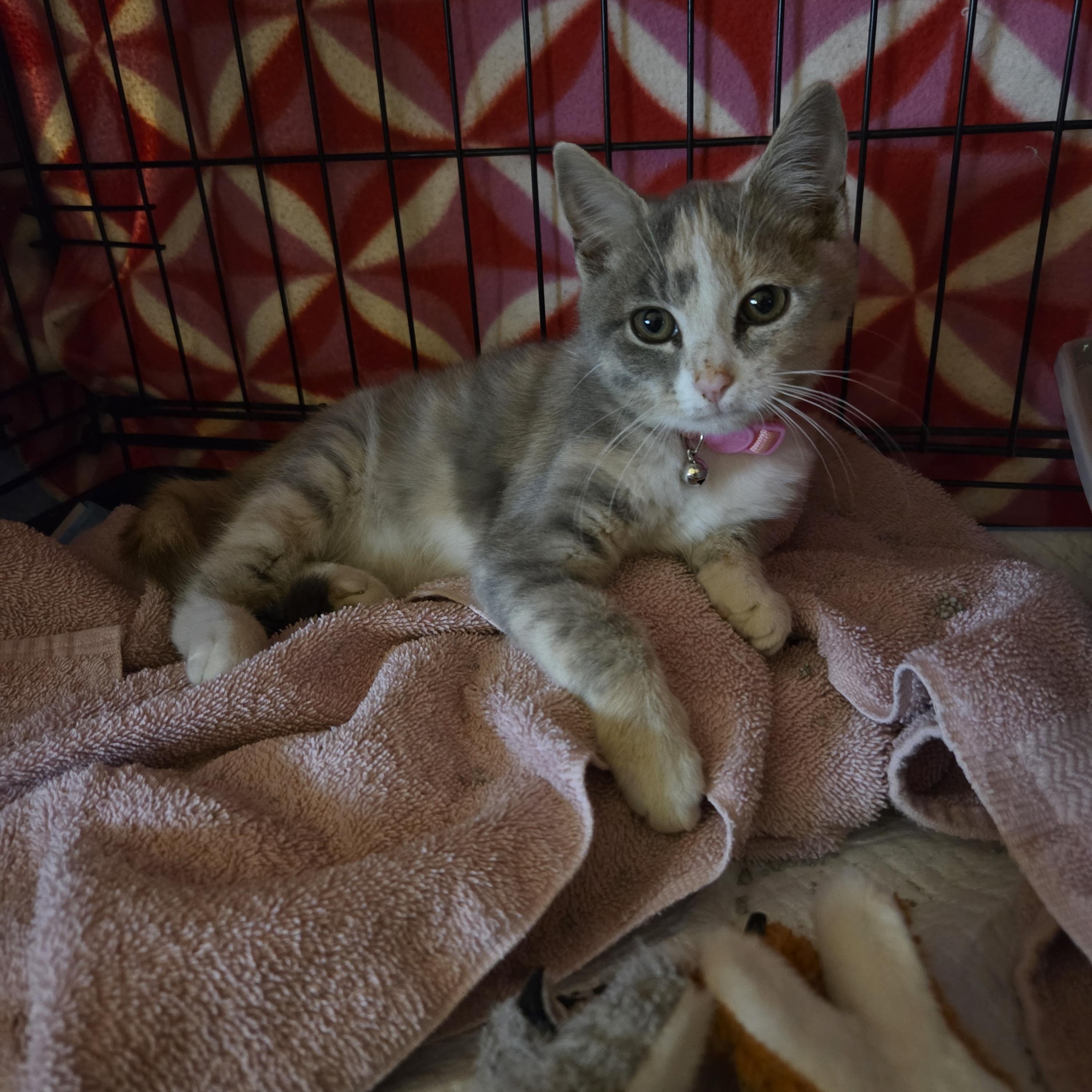 Enlarge MATILDA, a Adoptable Dilute Calico in Troutman, NC image 3/6