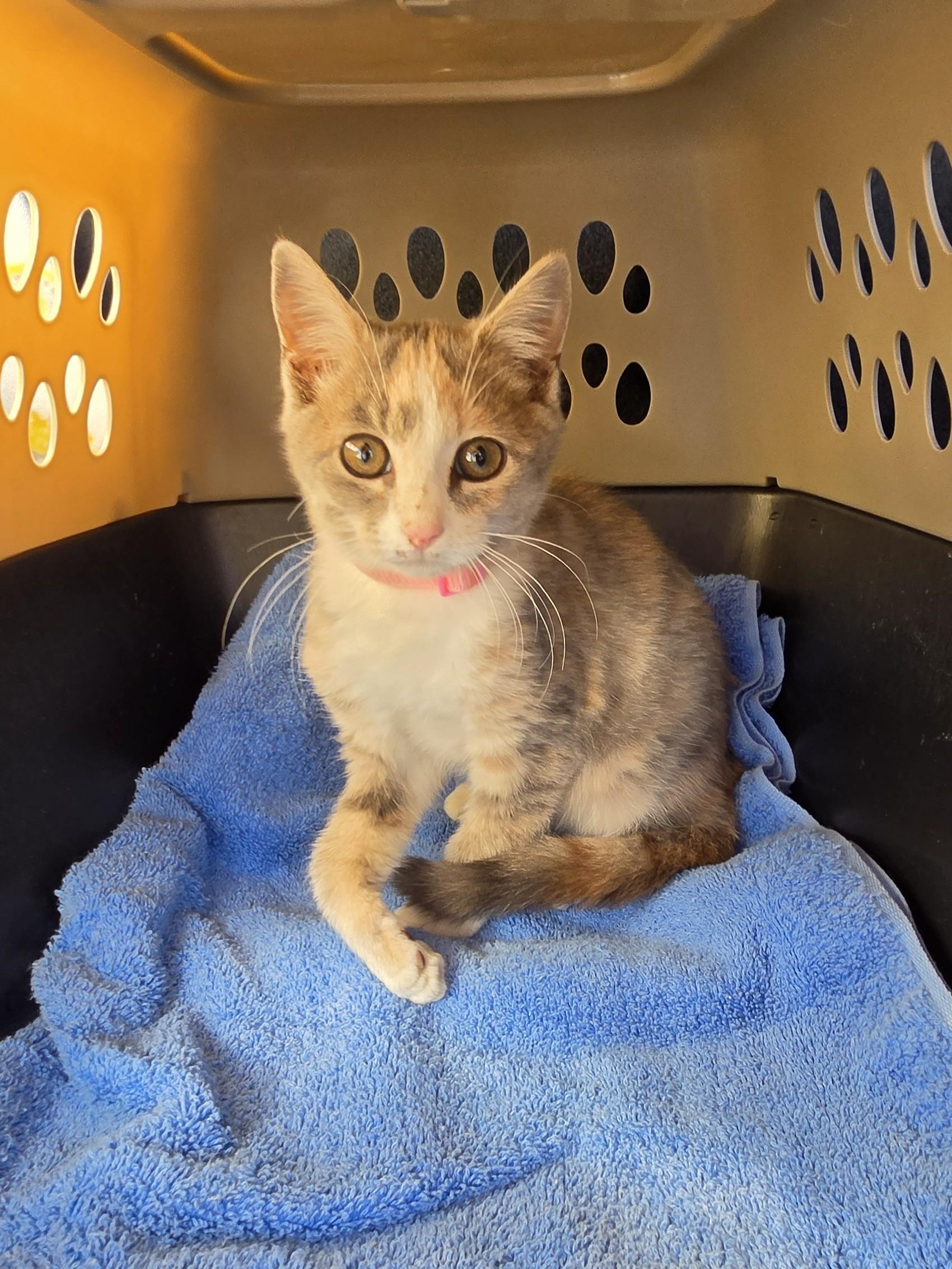Enlarge MATILDA, a Adoptable Dilute Calico in Troutman, NC image 5/6