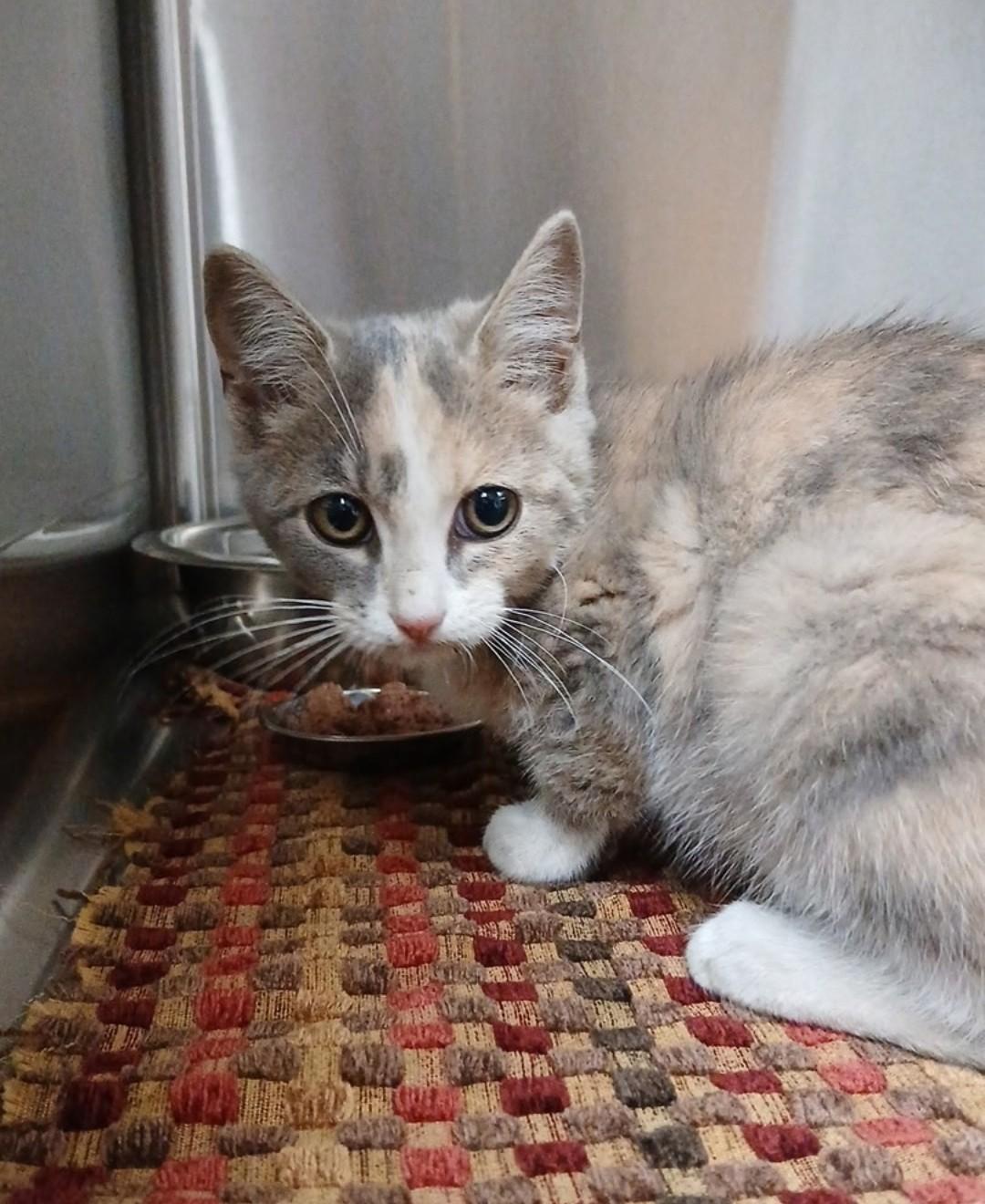Enlarge MATILDA, a Adoptable Dilute Calico in Troutman, NC image 6/6