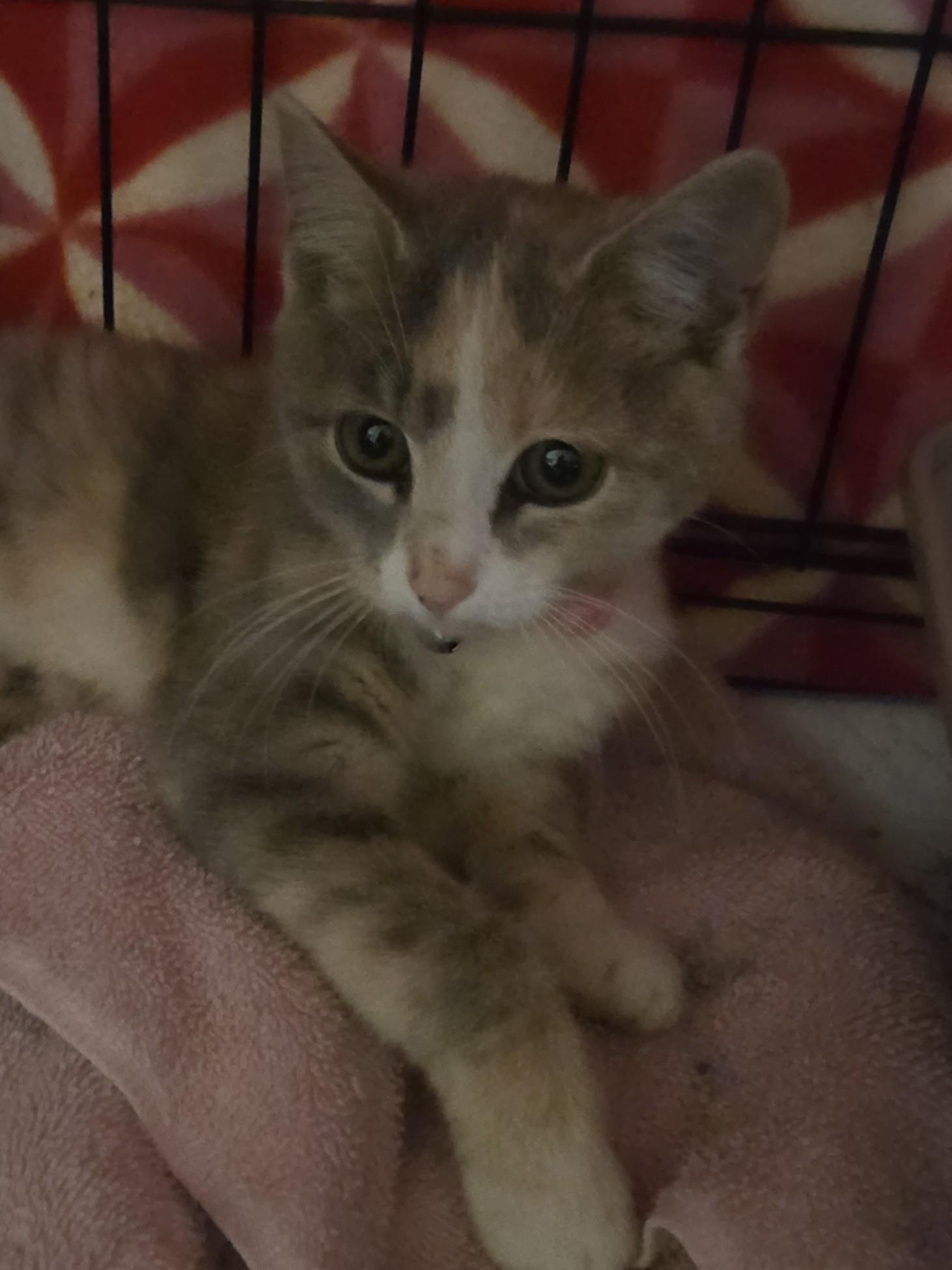 Enlarge MATILDA, a Adoptable Dilute Calico in Troutman, NC image 2/6
