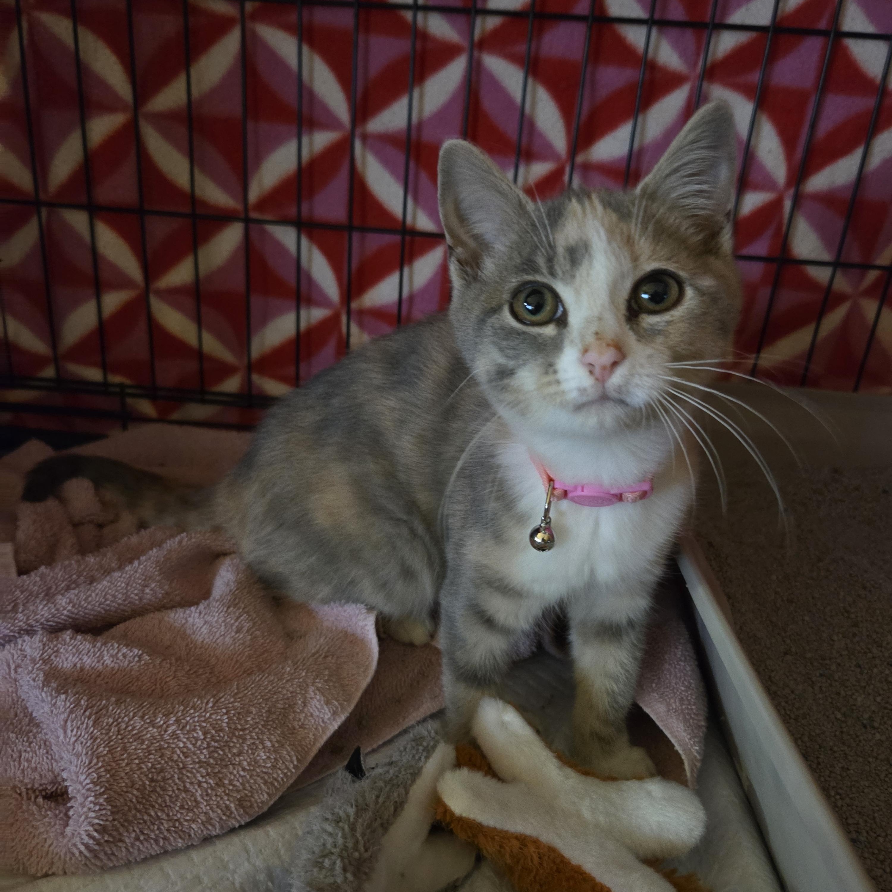 MATILDA, Adoptable, Kitten Female Dilute Calico.