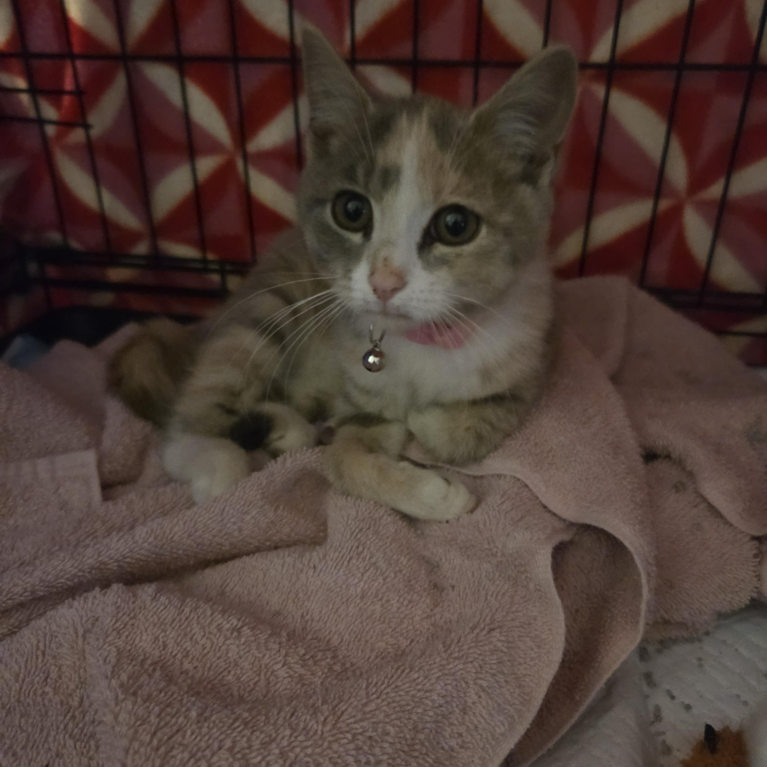 Enlarge MATILDA, a Adoptable Dilute Calico in Troutman, NC image 4/6