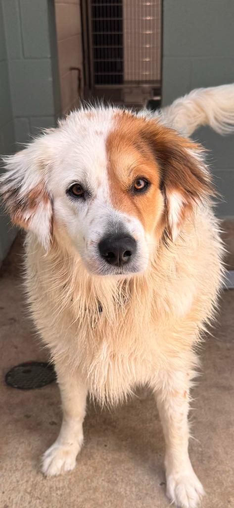 Eleanor, Adoptable, Adult Female Australian Shepherd.