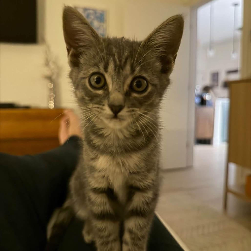 Enlarge Mint Julep, a Adoptable Domestic Short Hair in Winder, GA image 1/1