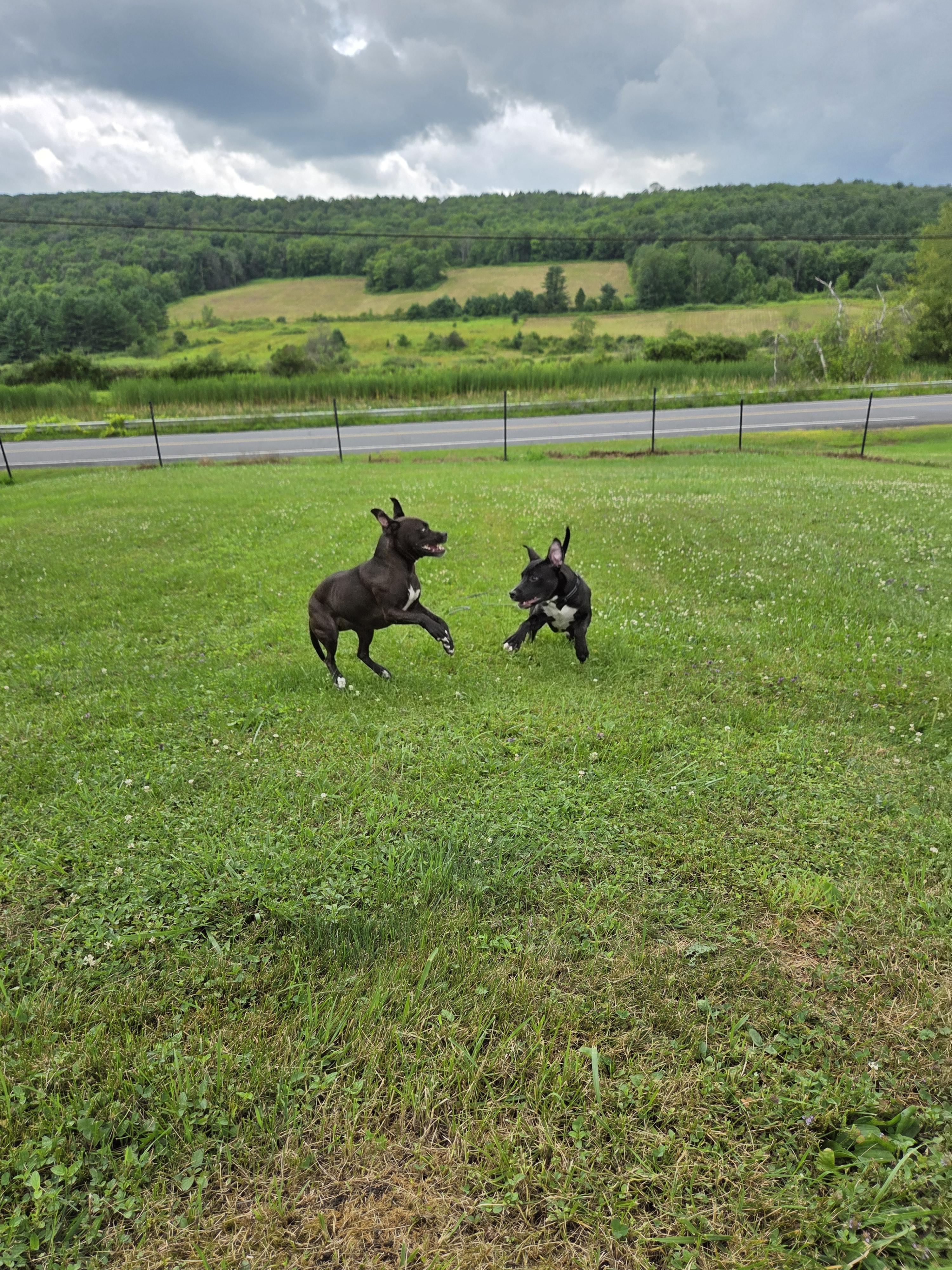 Enlarge Scout, a Adopted mixed breed in FREEVILLE, NY image 5/5