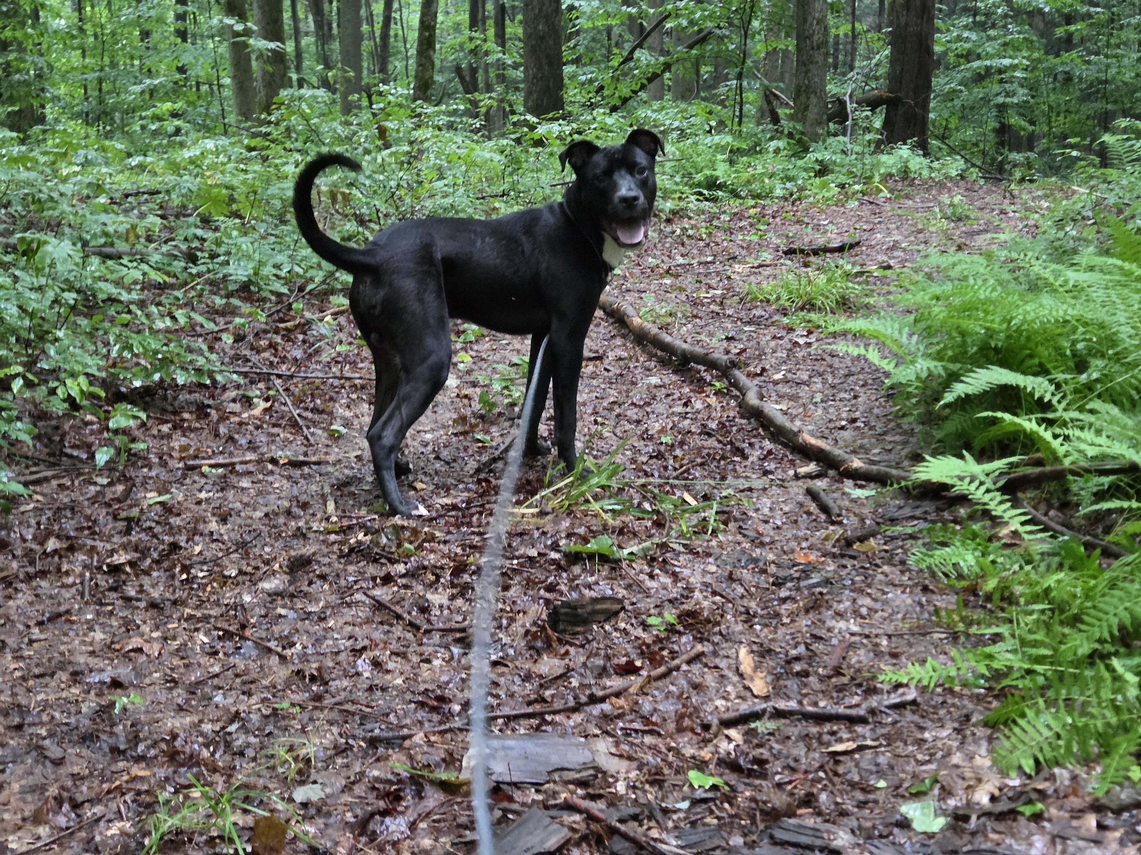 Enlarge Scout, a Adopted mixed breed in FREEVILLE, NY image 3/5