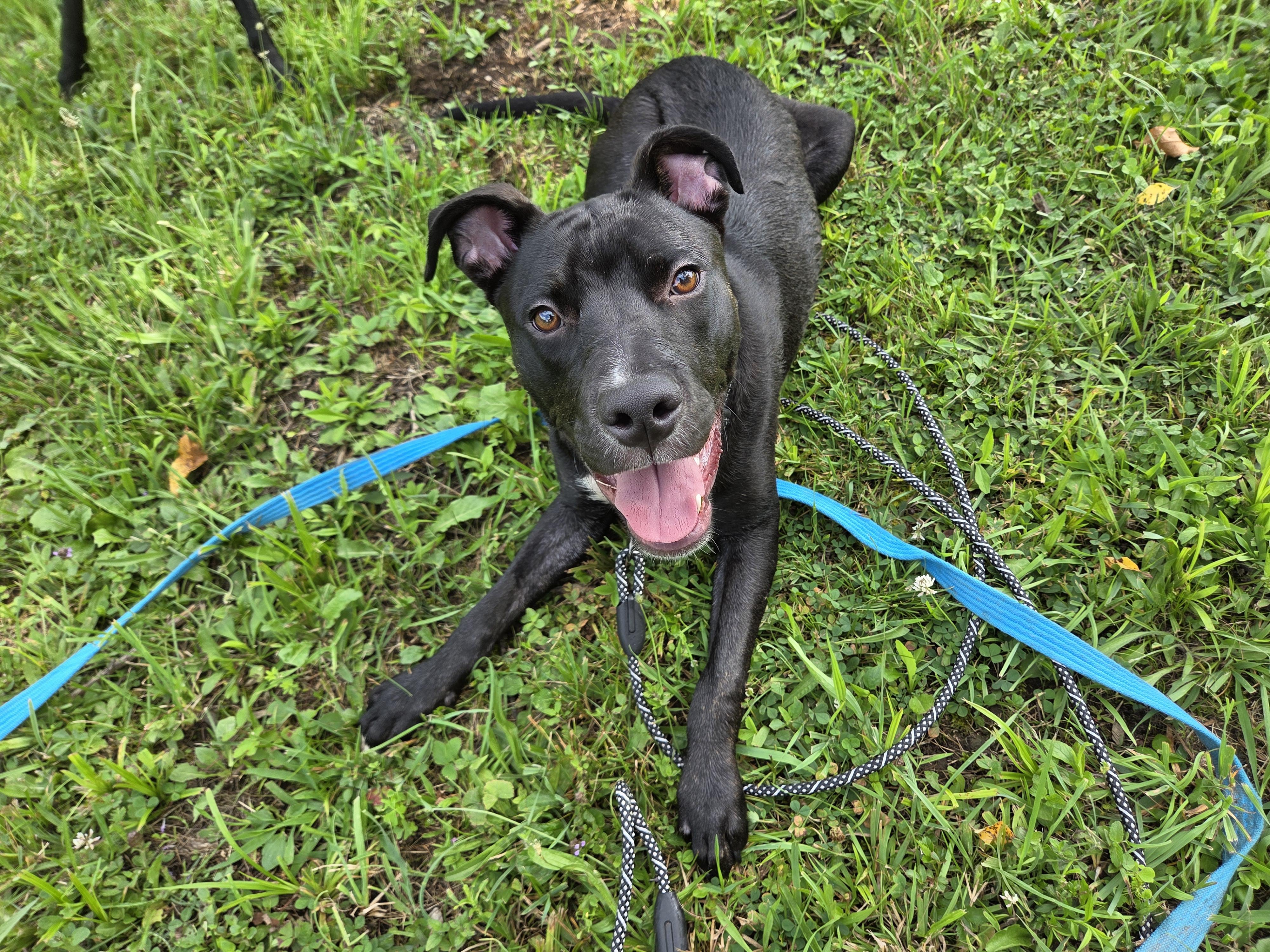 Enlarge Scout, a Adopted mixed breed in FREEVILLE, NY image 2/5